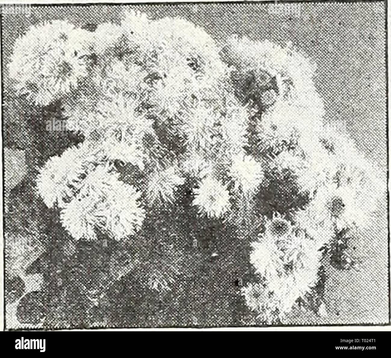Dreer's garden book for 1947 . dreersgardenbook1947henr Year: 1947  Achillea ptarmica. The Pearl Achillea—^''/«'' t^^] ® 1012 Filipendula, Cloth of Cold. Strong,* vigorous plants with vivid yellow flowers during the summer. 3 ft. Pkt. 15c; large pkt. 60c. 1015 Ptarmica, The Pearl. One of the best hardy white perennials. Grows about 2 feet tall and is cov- ered with heads of pure white dou- ble flowers from June until frost. Flowers the first season if sown early. Pkt. ISc; large pkt. 60c. * AcOnitum—Monk Hood Helmet Flower [hp] ® 1 025 Wilsoni. Large rich violet-blue flowers on spikes 5 to 6  Stock Photo