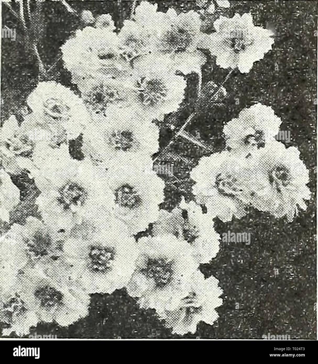 Dreer's garden book for 1947 . dreersgardenbook1947henr Year: 1947  Acroclinium Acroclinium ® 1030 Giant Double Mixed. A pretty Everlasting growing about IS inches tall and bearing lovely white as well as rosy pink flowers throughout the summer and early fall. Easily dried for winter bouquets aside from its value in the border. Pkt. I5c; large pkt. 60c.    Achillea ptarmica. The Pearl Achillea—^''/«'' t^^] ® 1012 Filipendula, Cloth of Cold. Strong,* vigorous plants with vivid yellow flowers during the summer. 3 ft. Pkt. 15c; large pkt. 60c. 1015 Ptarmica, The Pearl. One of the best hardy white Stock Photo