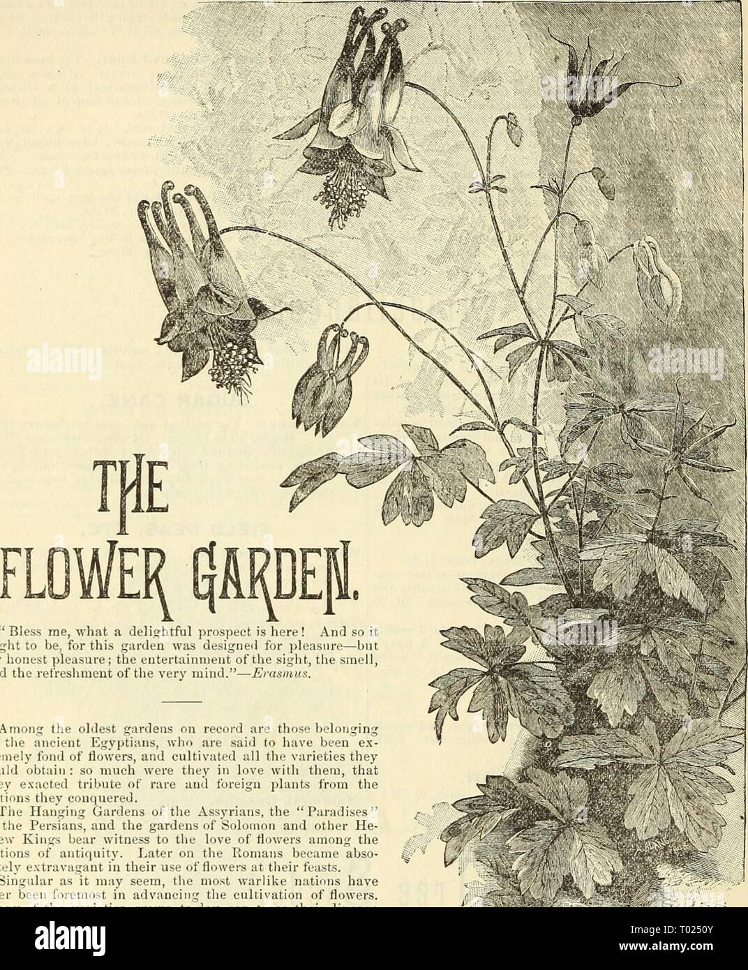 Dreer's garden calendar for 1887 . dreersgardencale1887henr Year: 1887  38 DREER'S RELIABLE SEEDS    ' Bless me, what a delightful prospect is here! And so it ought to be, for this garden was designed for pleasure—but for honest pleasure; the entertainment of the sight, the smell, and the refreshment of the very mind.'—Erasmus. 'f- Among the oldest gardens on record are those belonging to the ancient Egyptians, who are said to have been ex- tremely fond of flowers, and cultivated all the varieties they could obtain : so much were they in love with them, that they exacted tribute of rare and fo Stock Photo