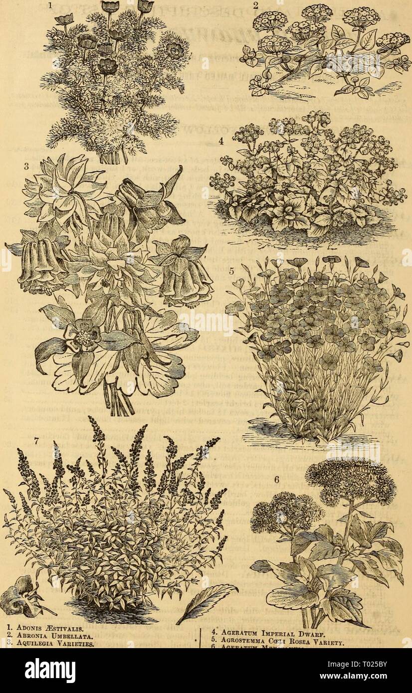 Dreer's garden calendar : 1879 . dreersgardencale1879henr Year: 1879  42 Dreer's Garden Calendar. 2    1. Adonis ^sttvalis. 2. Abronia Umbellata. 3. Aquilegia Vabieties. 4. Ageratttm Imperial Dwarf. 5. Agrostemma C(kli Rosea Variety 7 At^xtc^. HT ', °- -AfiERATUM MeXICANUM. 7. Alonsoa Mtrtifolia, M etle-i.eaved Variety, Stock Photo