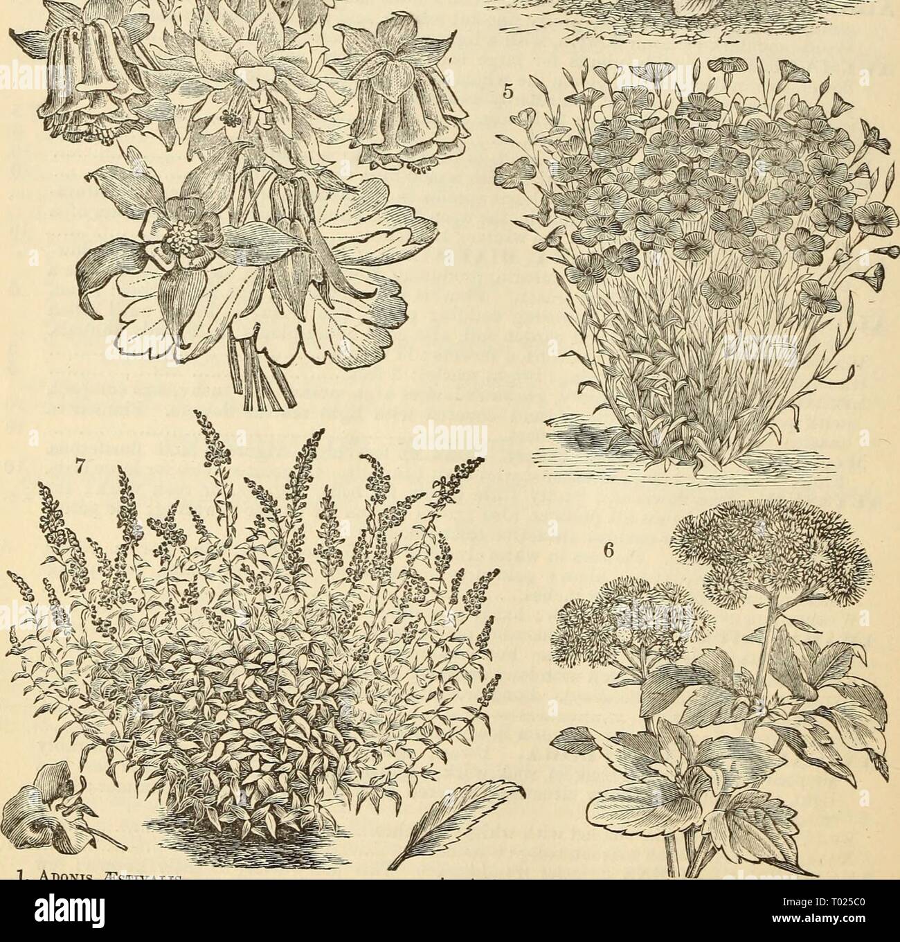 Dreer's garden calendar : 1880 . dreersgardencale1880henr Year: 1880  'p^^ ^^ 1. Adonis ^stivalis. 2. Abronia Umbellata. 3. Aquilegia Vabieties. (4, Ageratttm Imperial Dwarf. 5. Agrostemma CffiLi KosEA Variety ., ,^^ .„ 6. Ageratum Mexicanum. i. ALONSOA MYBTIFOLIA, MtETLE-LEAVED VARIETY. Stock Photo