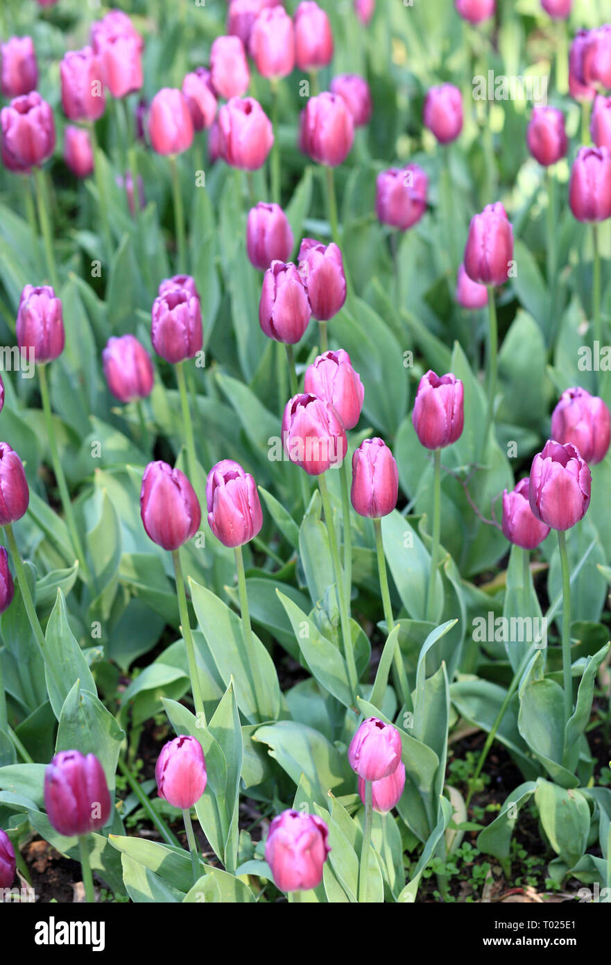 Red Tulip at Spring Stock Photo - Alamy