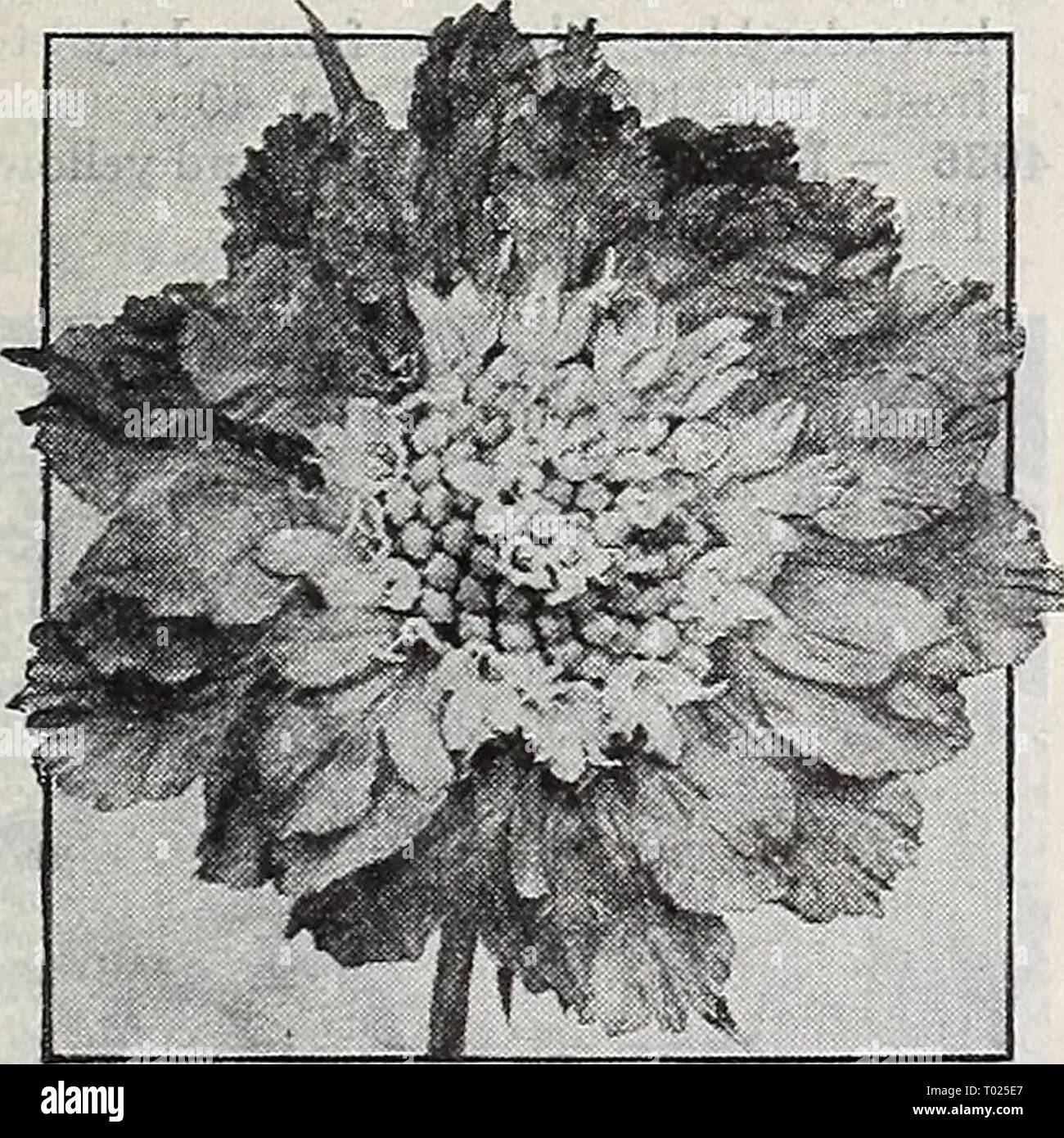 Dreer's garden book 1939 : 101 years of Dreer quality seeds plants bulbs . dreersgardenbook1939henr Year: 1939  Saponaria vaccaria, Rose 3869 Vaccaria, Rose. ® A very pretty annual 2 feet tall bearing great masses of showy satiny pink flowers not unlike a glorified Gypsophila. Blooms all summer long. Pkt. 10c; oz. 30c. Perennial Scabiosa il A charming class of attractive perennials highly valued for planting in the border and for cutting since the large, graceful flowers are carried on fine long stems. Of easy culture, requiring a well-drained soil of moderate fertility. Space plants 18 inches Stock Photo