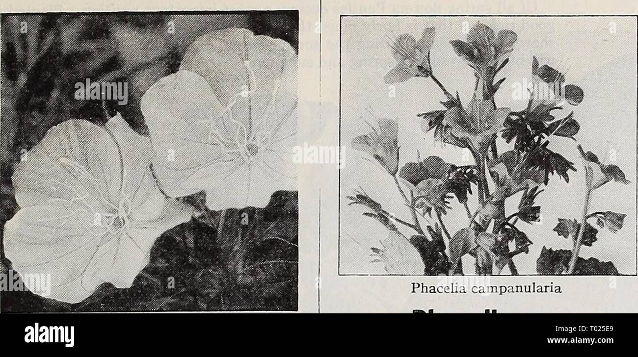 Dreer's garden book for 1940 . dreersgardenbook1940henr Year: 1940  HENRY A. DREER, Inc., Philadelphia, Pa.    Oenothera missouriensis Oenothera d) & n a Evening Primrose 3175 Missouriensis. [hp) A splendid hardy perennial for an exposed sunny position either in the border or the rockery. Large yellow flowers, fre- quently 5 inches in diameter, produced freely from June until August. 12 inches. Pkt. 20c; special pkt. 7Sc. Nierembergia ® a 3159 Coerulea {Hippomanica) {Blue Cups). A charming annual of easiest culture. Grows about 8 inches tall and produces an abundance of showy, small, cup-shape Stock Photo