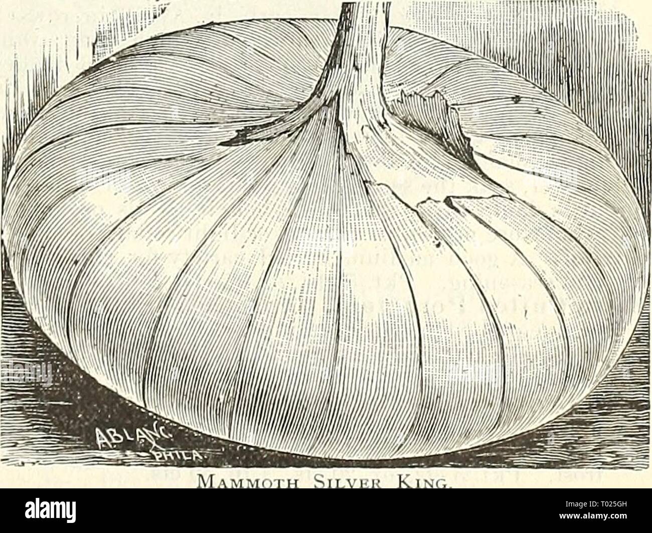 Dreer's garden calendar for 1888 . dreersgardencale1888henr Year: 1888  Large White Tripoli. Mammoth Silver King. This, the largest of the white Italian onions, attains an enormous size in one sea- son from seed, of mild flavor, attractive appearance and form, and a good keeper. This sort is deserving of an extensive cultivation, and will be found espe- cially serviceable in the family garden. Pkt. 10 cts., oz. 40 cts., I lb. $1.40.    Mammoth Silver Kin Postage prepaid on pkts. and ozs. On l/i lb. and upward remit for postage i ct. per oz. when ordered to be sent by mail. Stock Photo