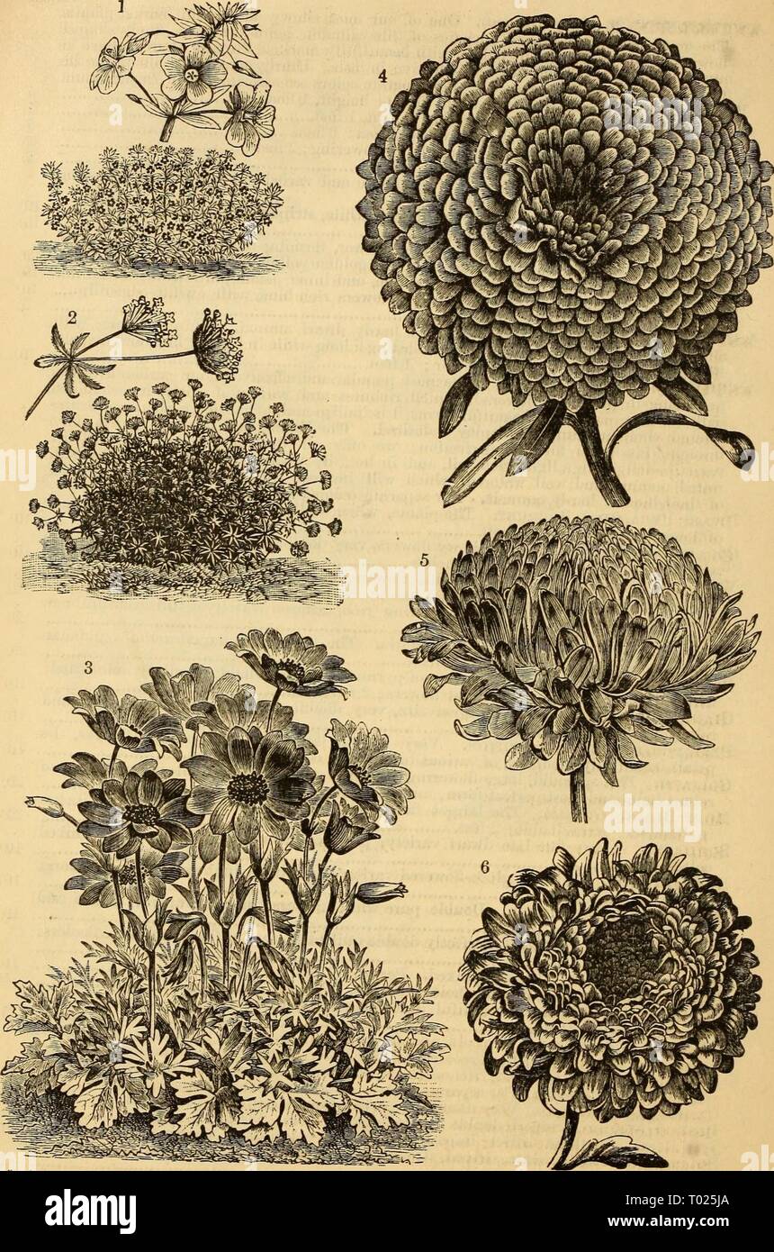 Dreer's garden calendar : 1879 . dreersgardencale1879henr Year: 1879  w 44 Dreer's Garden Calendar.    1. Anagallis Grandiflora Variety. 2. Asperula Azurea Sktosa. 3. Anemone Fuloens, or Scarlet Winpflowke, 4. Giant Empftror Aster. 6 ^^r^7^'^^^^- P^K^ECTiON Aster. O. KOSE-FLWEEED ASTEK. Stock Photo
