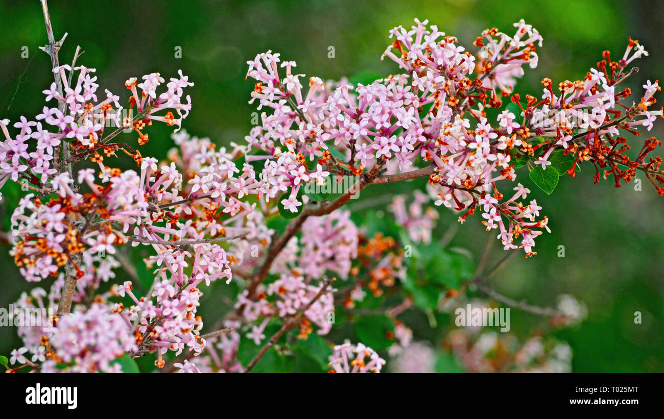 Fumaria flowers blooming in the summer Stock Photo
