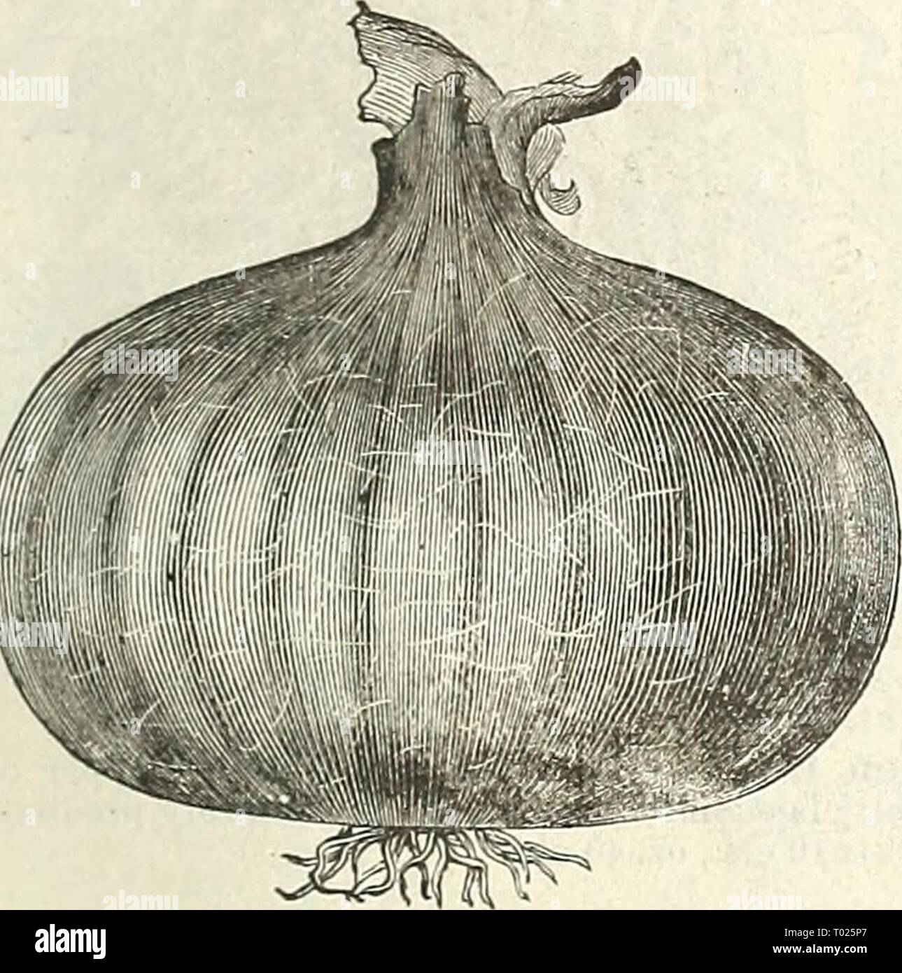 Dreer's garden calendar : 1889 . dreersgardencale1889henr Year: 1889  Mammoth Silvkk King. .Mammoth Silver King. This is the largest of the white Italian Onions and attains an enormous size in one season from seed. 'I'his sort is deserving of exten- sive cultivation, and will be found especially service- able in the family garden, as it is of mild flavor, attrac- tive appearance and form, and a good keeper. Pkt. 10 cts., oz. 35 cts., i lb. ^:lb.    Red Bassano, or Brown Genoa. Red Bassano, or Brown Genoa. A large, deep- reddish broom variety, resembling somewhat the Ber- muda type. It is an e Stock Photo