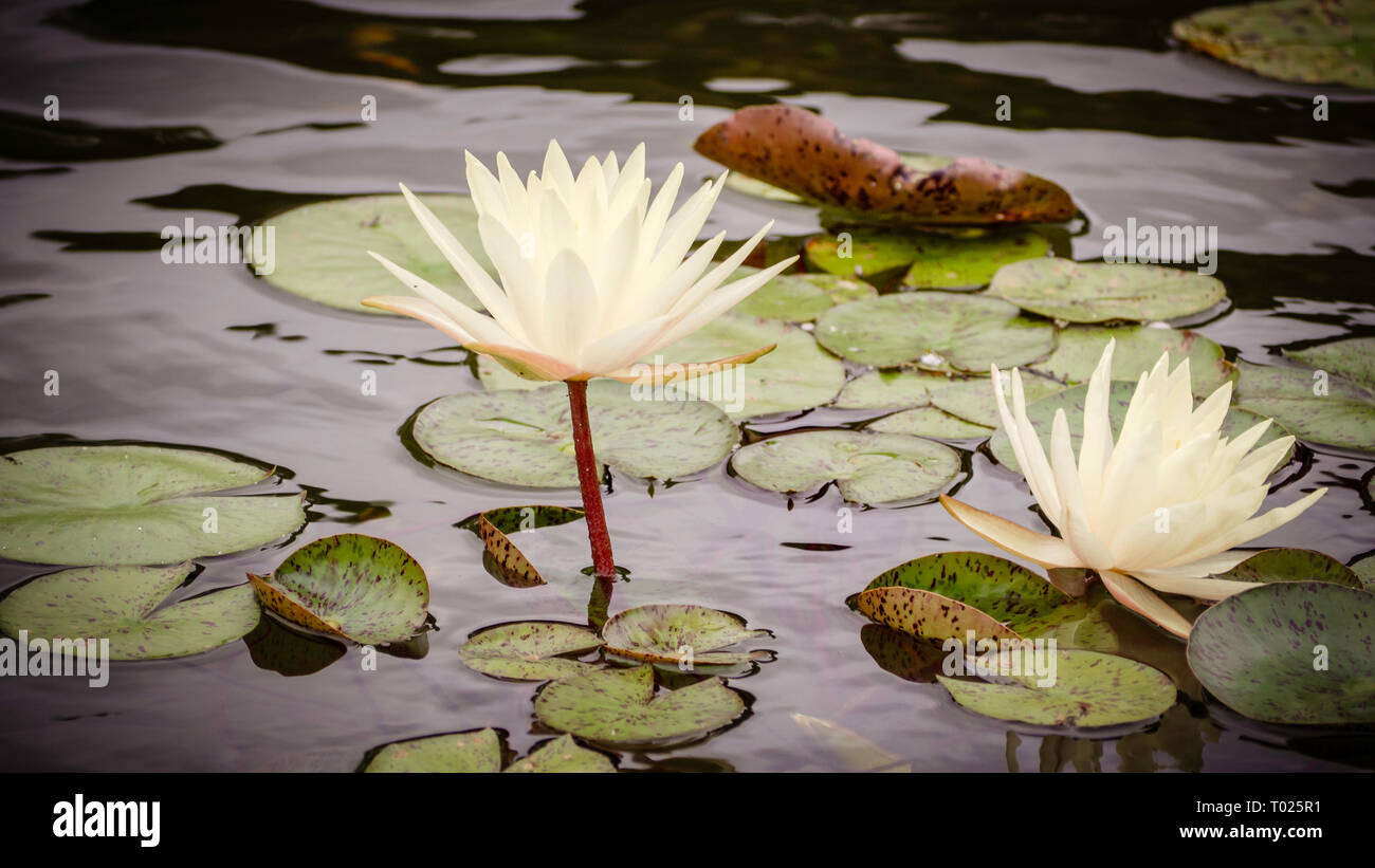 Water lily flowers blooming in the summer, Central Park, New York City Stock Photo