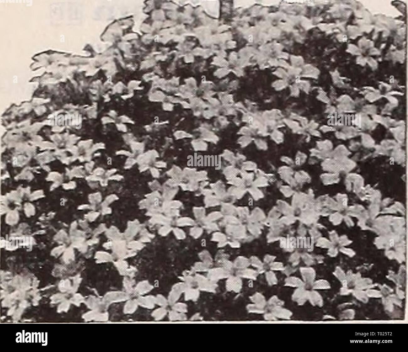 Dreer's garden book 1939 : 101 years of Dreer quality seeds plants bulbs . dreersgardenbook1939henr Year: 1939  HENRY A. DREER, Philadelphia, Pa. ^a^vT^    Tagetes signata pumila Tagetes ® a Miniature Marigold 4253 Signata pumila. A dwarf, com- pact annual Marigold of bushy habit with Fern-like foliage and lovely single bright golden yellow blooms. 9 inches tall. Pkt. 10c; i oz. 40c. 4261 Tahoka Daisy ® a Machaeranthera tanacetifolia A recent introduction of outstanding merit. Does well even in sections where summers are hot and drj'. Graceful, lace- like, light green foliage and lovely, daisy Stock Photo