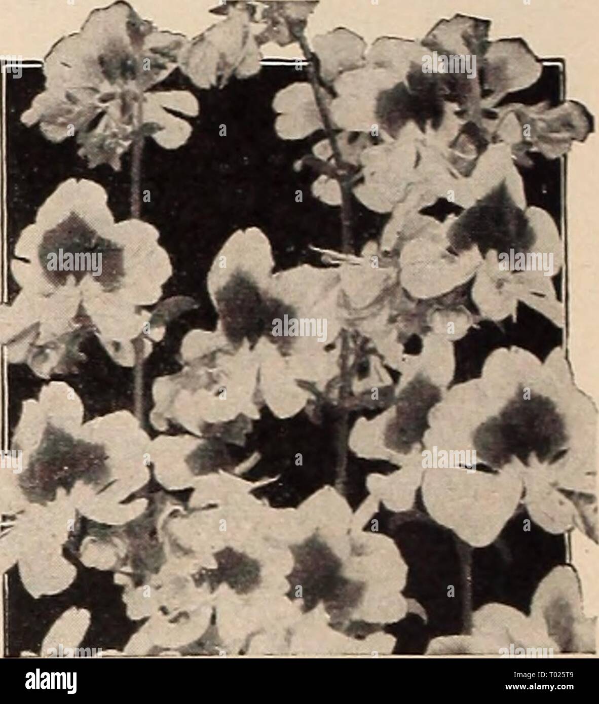 Dreer's garden book for 1941 . dreersgardenbook1941henr Year: 1941  Scabiosa caucasica, Giant Hybrids Saponaria ® &n Soapwort 3867 Ocymoides, Brilliant. |hp] A Covered all summer long with small bright rose blooms. 9 in. tall. Pkt. 10c; large pkt. 25c; J oz. 40c. 3869 Vaccaria, Rose. ® A very pretty annual 2 feet tall bearing great masses of showy satiny pink flowers not unlike a glorified Gypsophila. Blooms all sum- mer long. Pkt. 10c; oz. 30c. Sanvitalia ® a Creeping Zinnia 3863 Procumbens fl. pi. Fine for dwarf beds, edges, or borders. Graceful double bright yellow blooms measuring about an Stock Photo