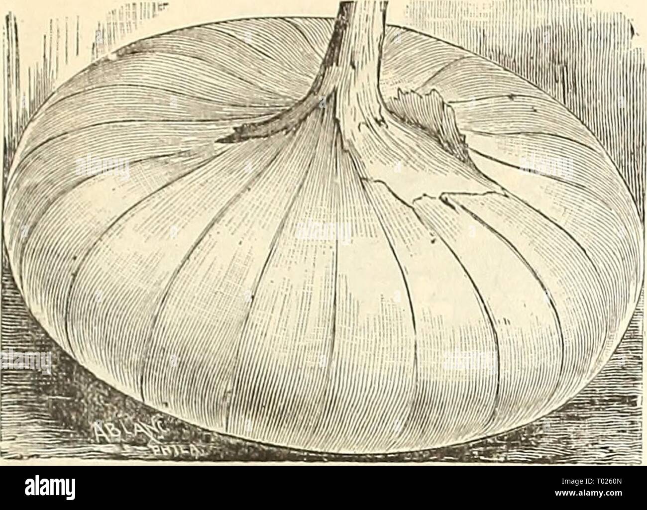 Dreer's garden calendar : 1891 . dreersgardencale1891henr Year: 1891  FOR THE VEGETABLE GARDEN. 29    MAMMOTH SILVER KING. Tliis is the largest of the white Italian Onions, and attains an eiiornious size in one season from seed. Tliis sort is deserving of extensive cultivation, and will be found especially serviceable in the family garden, as it is of mild flavor, attractive appearance and form, and a good keeper. I'kt. 10 cts., oz. 25 cts., i lb. 75 cts., lb. $2.60. Stock Photo