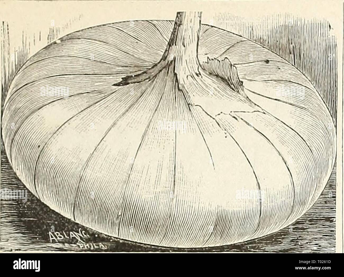 Dreer's garden calendar . dreersgardencale1890henr Year: 1890  FOR THE VEGETABLE GARDEN. 31    MAMMOTH SILVER KING. This is the largest of the wliite Italian Onions, and attains an enormous size in one season from seed. This sort is deserving of extensive cultivation, and will be found especially serviceable in the family garden, as it is of mild flavor, attractive appearance and form, and a good keeper. Pkt. 10 cts., oz. 30 ets.,  lb. SI.00, lb. $3.00. Stock Photo