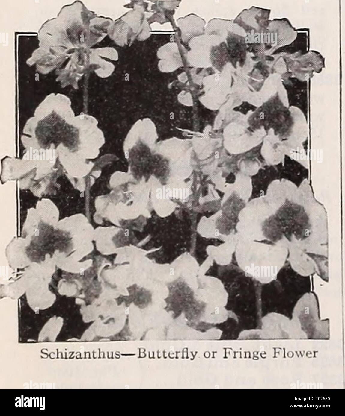 Dreer's garden book for 1940 . dreersgardenbook1940henr Year: 1940  Scabiosa caucasica. Giant Hybrids Pkt. 20c; special pkt. 75c.    ScliizanthusâButlcrlly or Fringe t'lowcr 4830 Collection of Everlastings Acroclinium, Double Mixed Celosia spicata, Mixed - Globe Amaranth, Mixed Helichrysum, Mixed Statice sinuata, Mixed Xeranthemum, Mixed One packet each of these 6 varieties, value 60c, for 40C. Large -Flowering Annual Scabiosa Â® Mourning Bride, Siveet Scabious Pincushion Flower A universal favorite because it is easy to grow and blooms profusely from mid- summer until frost. The beautiful and Stock Photo