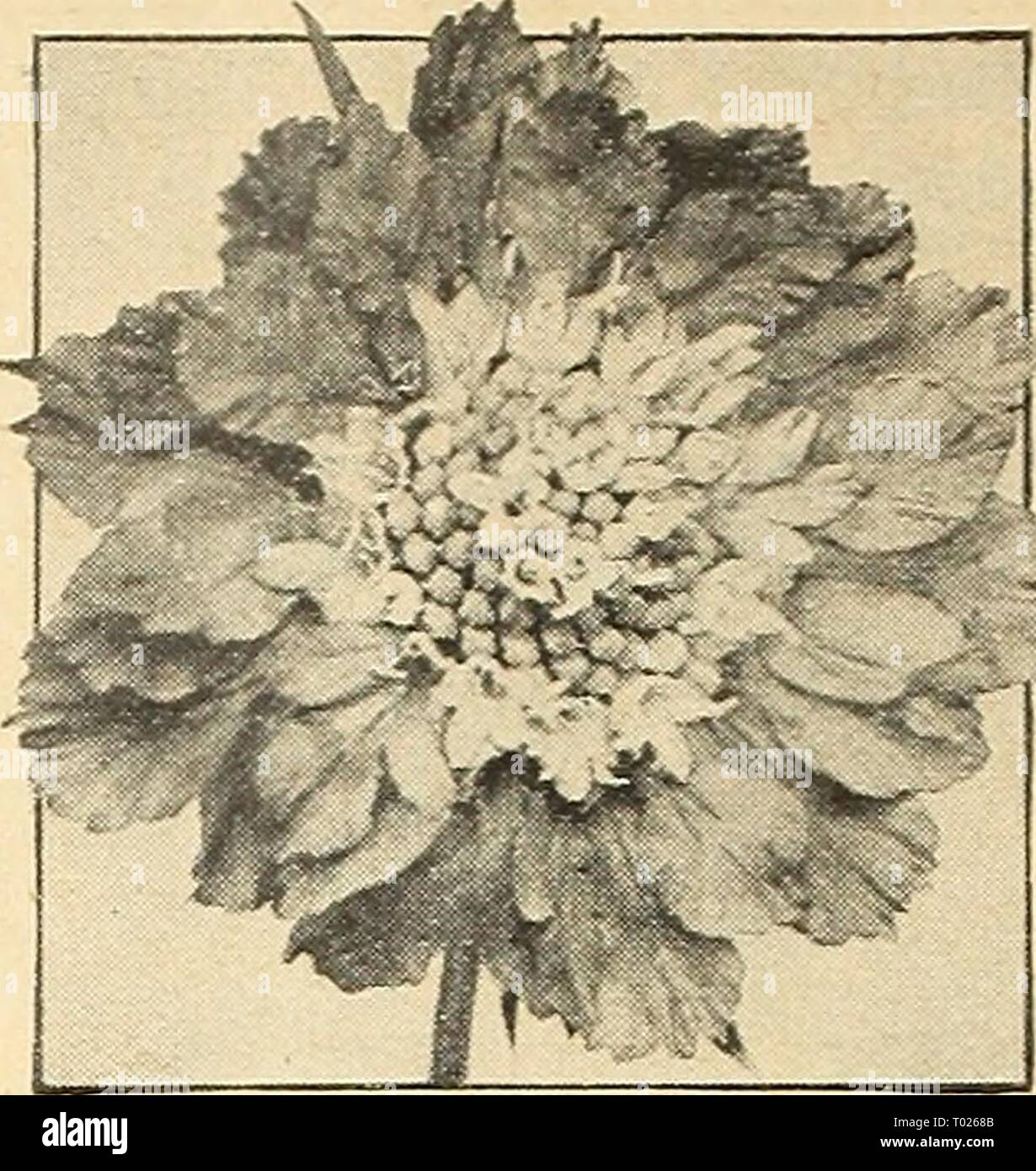 Dreer's garden book for 1943 . dreersgardenbook1943henr Year: 1943  Large-Flowering Scabiosa Mixed Large-Flowering Annual Scabiosa ® Mourning Bride, Siceet Scabious Pincushion Flower A universal favorite because it is easy to grow and blooms profusely from midsummer until frost. The beautiful and richly colored blooms are carried on long, slender stems. The plants stand Zyi to 3 feet tall. Most effective for gar- den display and unexcelled for cutting. 3873 Azure Fairy. Clear lavender- blue flowers of exceptional beauty. 3875 Blue Cockade. Rich blue. ' 3876 Cattleya. A lovely orchid shade. 387 Stock Photo