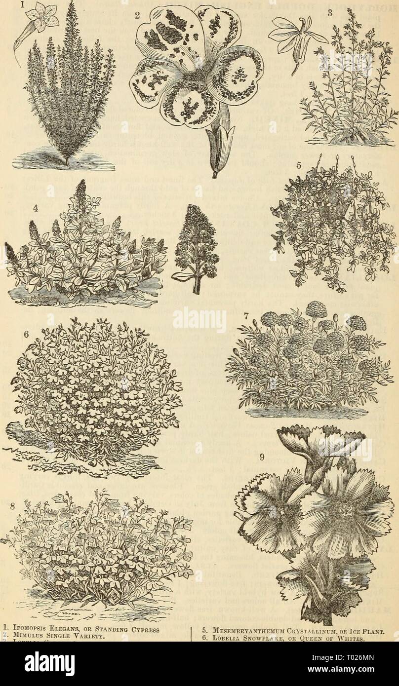 Dreer's garden calendar : 1880 . dreersgardencale1880henr Year: 1880  54 Dreer's Garden Calendar,    1. Ipomopsis Elegans, or Standing Cypeess I. MiMULus Single Variety. 3. Lobelia Cardinalis. 4. Mignonette Variety. 5. Mesemeeyanthemum Ckystallinvm, or Ice Plant. . Lobelia Snowflake, or Queen or Whites. I 7. Dwarf French Marigold. I 8. Lobelia Erinus Speciosa Crystal Palace. 9. Lychnis Hybrida Haageana. Stock Photo