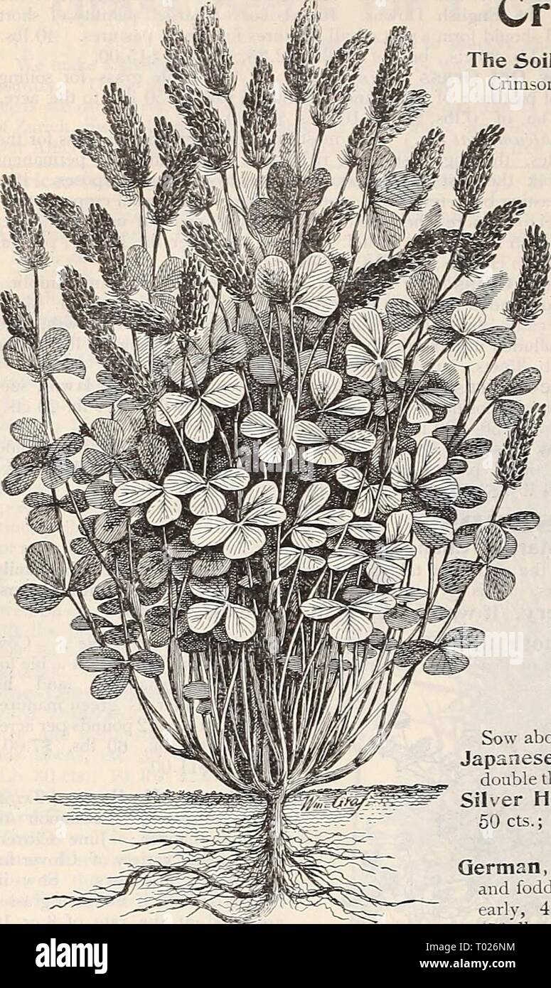 Dreer's garden calendar : 1899 . dreersgardencale1899henr Year: 1899  54 DREER'S RELIABLE SEEDS    One Plant Crimson Clover. (Drawn from nature.) Hungarian Millet. {Panicum Germanicum.) An annual forage plant, early and productive, growing - ij 3 feet high, with an abundance of foliage, often yielding 2 o: 3 tons per Crimson or Scarlet Clover. (Tril'olium Incarnatuin ) The Soil Improver, Early Green Feed, Grazing or for Hay Crop. Crimson Clover has become wonderfully popular, both as a pasture and hay- crop, also as a green manure for plowing in. It can be seeded at any time from June to Octob Stock Photo
