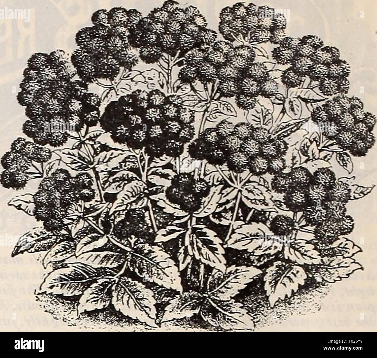 Dreer's garden calendar : 1899 . dreersgardencale1899henr Year: 1899  56 DREER'S RELIABLE FLOWER SEEDS. AGERATUM. One of the leading plants for beds or borders, and very useful where cut flowers are in demand ; in bloom the whole Summer ; also good for Winter blooming ; annuals. PER PKT. 5047 Blue Perfection. This is the darkest colored of all large flowering Ageratums. Color deep amethyst-blue ; compact growth. (See cut.) 15 5046 Cope's Pet. Lovely azure-blue ; 6 inches; this is consid- ered the best variety for edging 10 5041 Mexicanum. Lavender blue ; y2 feet 5 5042 Imperial Dwarf Blue ; 8 Stock Photo