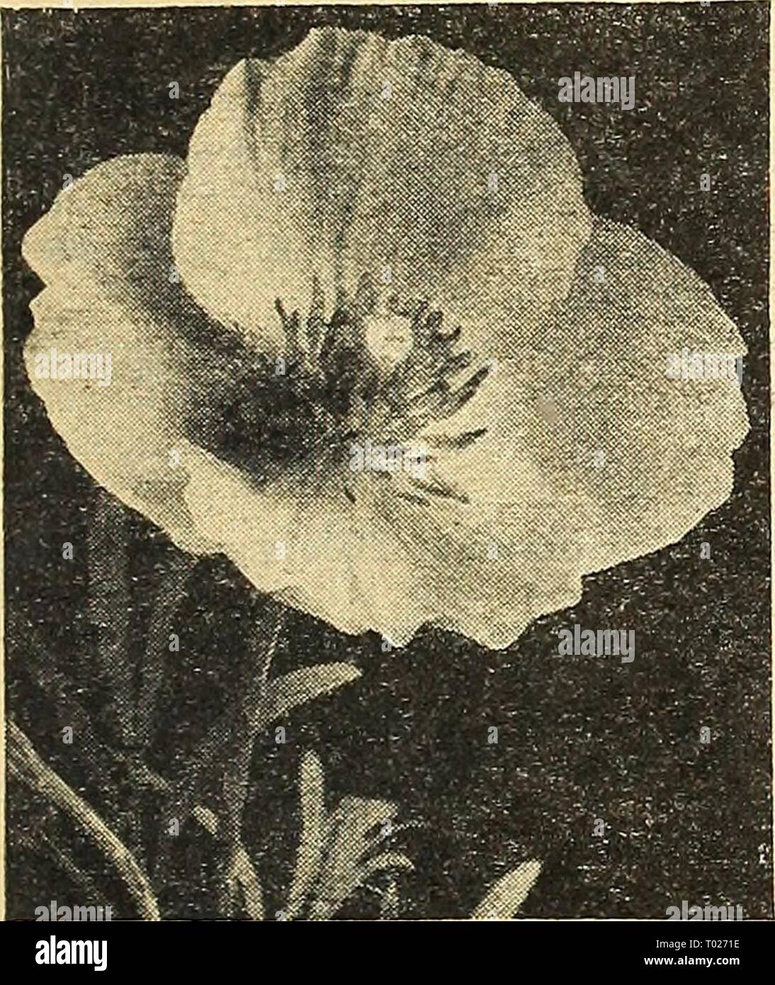 Dreer's garden book for 1945 . dreersgardenbook1945henr Year: 1945  Honesty—Lunaria biennis Honesty ® Lun aria—Moon wort 2665 Biennis alba. A hardy biennial much admired for the silvery mem- branes of its seed pods. Extensively used for house decoration. 3 ft. Pkt. 10c; large pkt. 40c.    Hunnemannia—Santa Barbara Poppy Hunnemanniei ® Giant Yellow Tulip Poppy Santa Barbara Poppy- Bush Eschscholtzia 2673 Fumariaefolia. This is by far the best of the Poppy family for cutting, remaining in good condition for sev- eral days. Seeds sown early in April will have grown into bushy plants covered with  Stock Photo