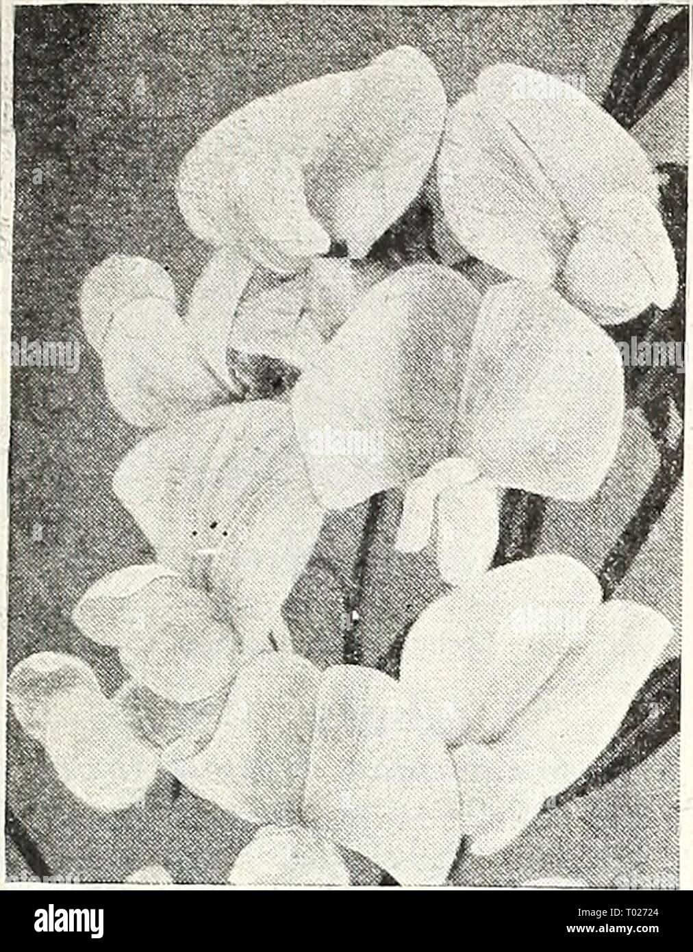 Dreer's garden book for 1947 . dreersgardenbook1947henr Year: 1947  Lathyrus latifolms Lathyrus [^p] ® § Hardy Sweet Pea A showj, tree - flowering, hardy climber tor covering old stumps*fences, etc. Blooms contmuoublv fiom mid- summer until trost. 5-0 feet. 2751 Latifolius, Pink Beauty. Fine rose-pink flower clusters. 2753 — Red (Splendens). Always ad- mired for its rich color. 2755 — White Pearl. Beautiful large, pure white flowers in large trusses. 2756 Mixed Colors. This includes all colors available. Any of the above: Pkt. ISc; large pkt. 60c. Lavatera ® Annual Malloiv 2763 Sunset. An easi Stock Photo