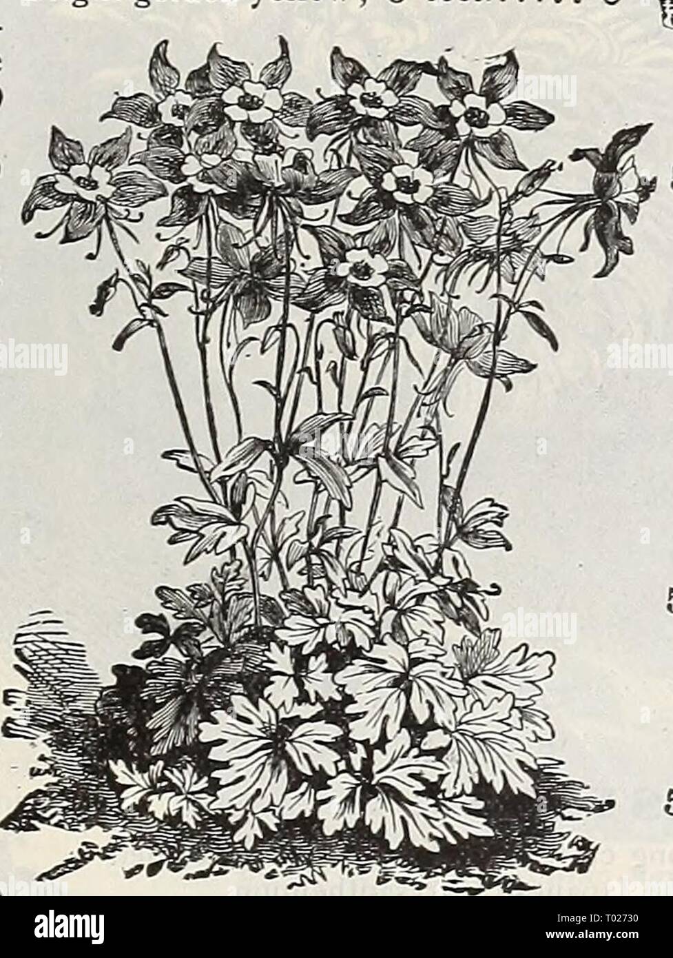 Dreer's garden calendar : 1898 . dreersgardencale1898henr Year: 1898 Stock Photo
