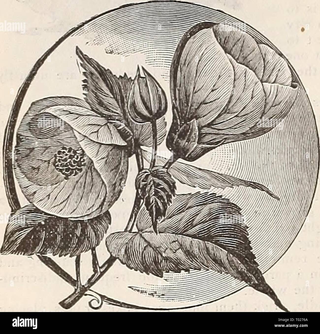 Dreer's garden calendar : 1900 . dreersgardencale1900henr Year: 1900  Our list has been carefully revised and all in tlie filling of orders, we use a system of numberi the corresponding number in the catalogue, viz. 10 cts.; 3 packets Adonis Flos, 15 cts.    ACROCI.I1SIITM. A pretty annual ' Everlasting,' growing about 15 inches high, bearing lovely white or rosy-pink flowers, which, when cut in the bud state, can be dried and used in winter bou- quets. A nice thing to grow in a mixed border aside from its use as an everlasting. We offer both the sirgle and double flowering types. (See cut.) P Stock Photo