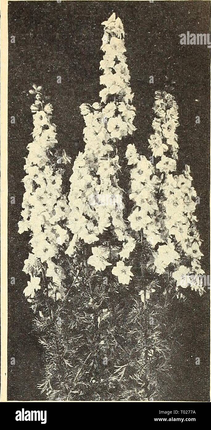 Dreer's garden book for 1944 : six luscious vegetables for every garden . dreersgardenbook1944henr Year: 1944  Lathyrus latifolius Lathyrus tHpl ® § Hardy Sweet Pea A showy, free - flowering, hardy climber for covering old stumps, fences, etc. Blooms continuously from mid- summer until frost. 5-6 feet. 2751 Latifolius, Pink Beauty. Fine rose-pink flower clusters. Pkt. 10c; large pkt. 40c. 2753 — Red (Splendens). Always ad- mired for its rich color. Pkt. 10c; large pkt. 30c. 2755 — White Pearl. Beautiful large, pure white flowers in large trusses. Pkt. 10c; larke pkt. 40c. 2756 Mixed Colors. Th Stock Photo