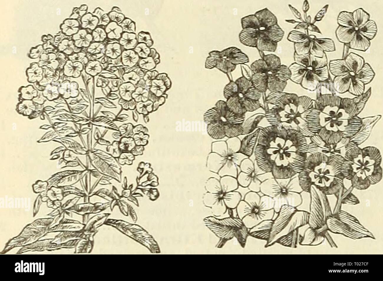 Dreer's garden calendar for 1887 . dreersgardencale1887henr Year: 1887  60 DEEEE'S RELIABLE SEEDS PER PKT. PH LO X—Continued, 6328 P. Peach Blossom. Large flowers of a delicate salmon tint 10 6326— Radowitzi. Rose, striped white 10 6330— Mixed. All colors. Per oz., $1.00 5 PHLOX DRUMMOND! GRANDlFLORA. An improvement on the old varieties in stronger, more compact growth, and larger flowers, with white cen- tres, admirably relieved bv a dark violet eve; li feet. 6331 P. Alba'Pura. Pure white 10 6334— Carminea Alba Oculata. Rosy carmine, white eye 10 6332— Coccinea. Rich brilliant scarlet 10 6335 Stock Photo