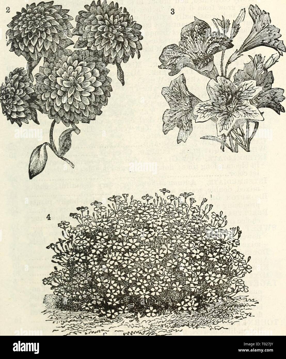 Dreer's garden calendar : 1875 . dreersgardencale1875henr Year: 1875  VH^'^'^^r^^^ 1. Dount.E PonTUi-ACA. 2. Double San viTALiA. :i. Salpigi-ossis. 4. Tagetes Signata Tcmila. Stock Photo