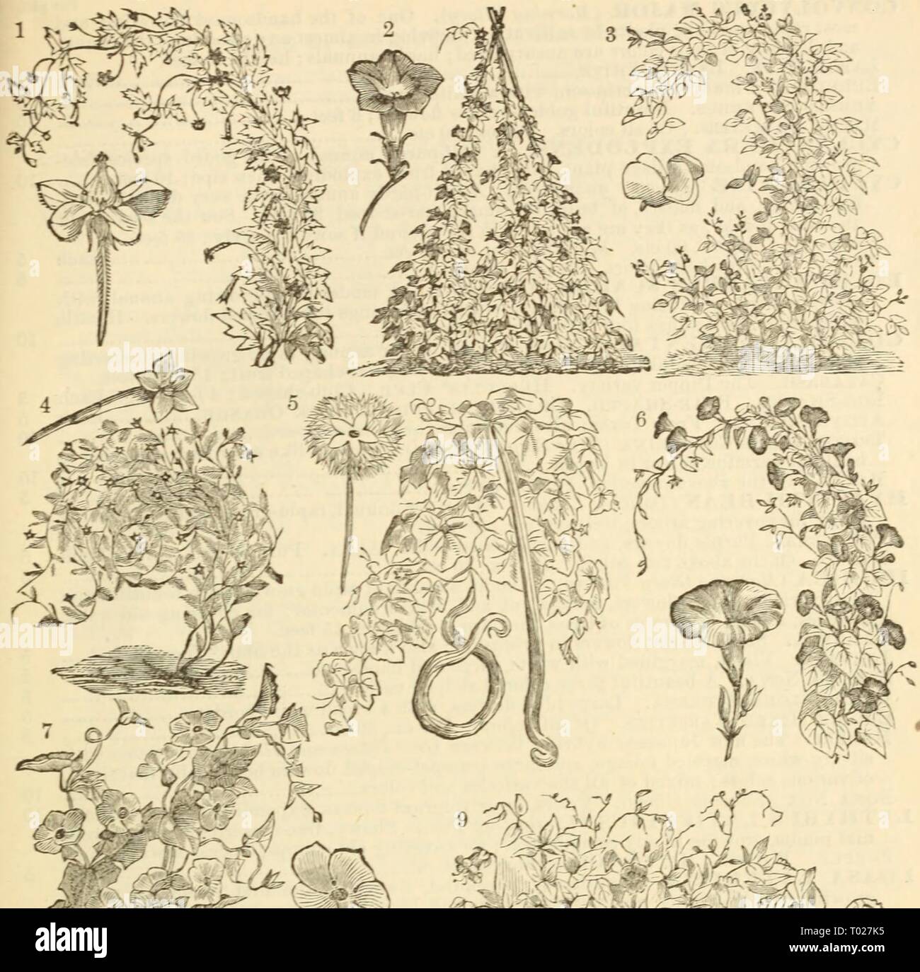 Dreer's garden calendar : 1880 . dreersgardencale1880henr Year: 1880  Drccr 's Garden Calendar. 63    3. HyUINTH BeaX, or DOLICHOS LaBLAB. 7. THrNBERGI. ^ .R ETT. 4. CrPEESS Ti&gt;-£ Vaeiety. I &. Trop^olum &gt;Ujl= ^ aeiett. 9. COB-EA SCANDF.NS. Stock Photo