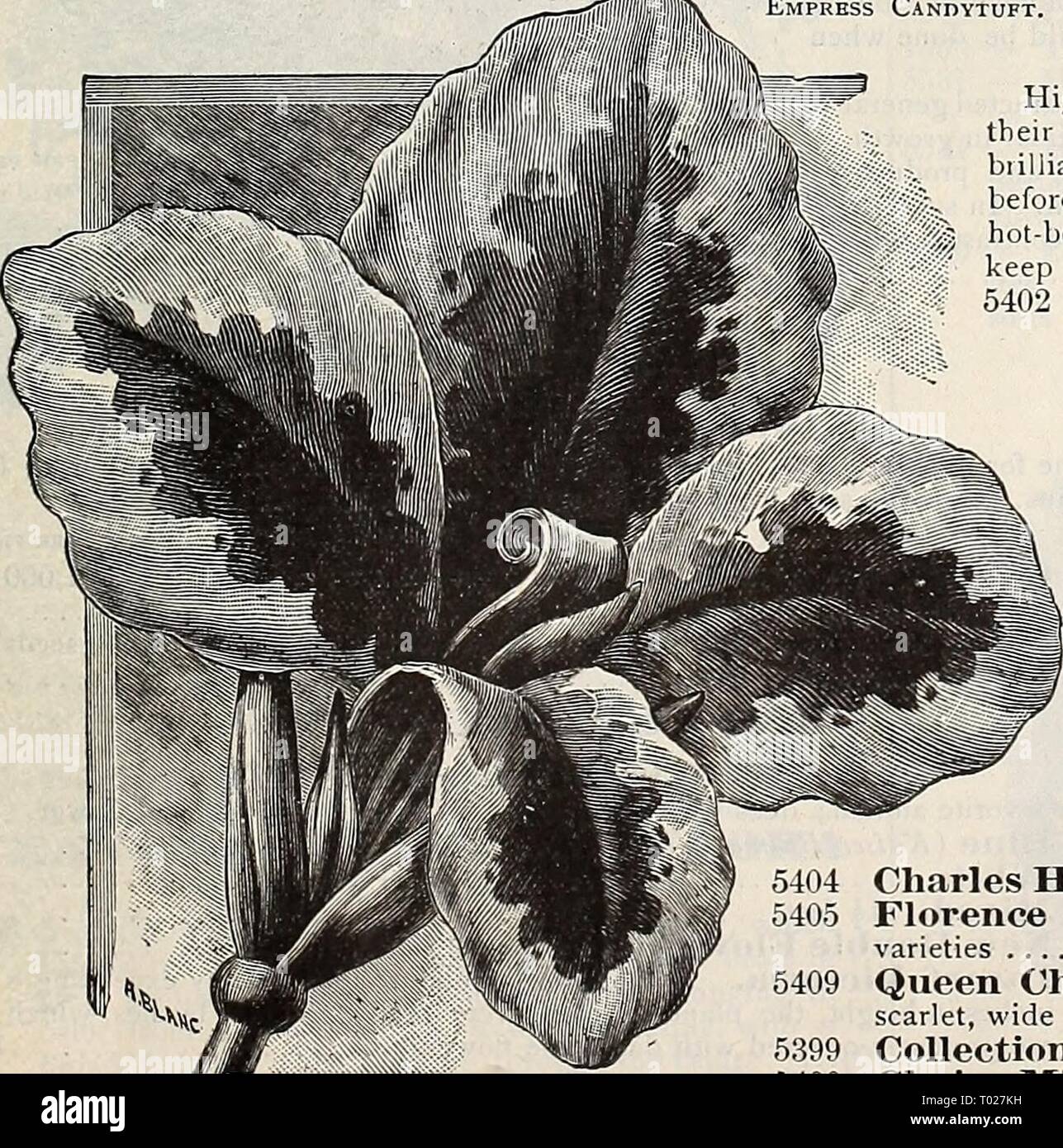 Dreer's garden calendar : 1896 . dreersgardencale1896henr Year: 1896  Canterbury Bells. CANDYTUFT— Continued. PER PKT. 'White Fragrant. Per oz. 25 cts 5 White Rocket. Per oz. 25 cts 5 Mixed Colors. Peroz. 25cts. 5 Tom Thumb, White. 6 inches 5 Dwarf Hybrids, Mixed. 6 inches 10 HARDY PERENNIAL CANDYTUFTS. (Jveris.) Sempervirens. A profuse white blooming hardy perennial, adapted for rockeries, baskets, etc., coming in flower early in the spring; 1 foot 10 Gibraltarica Hybrida. Very fine species with white flow- ers, shading off' to lilac; 1 foot. 10 5381 5382 5390 5383 5387 5388 5379    CANNA. Ca Stock Photo