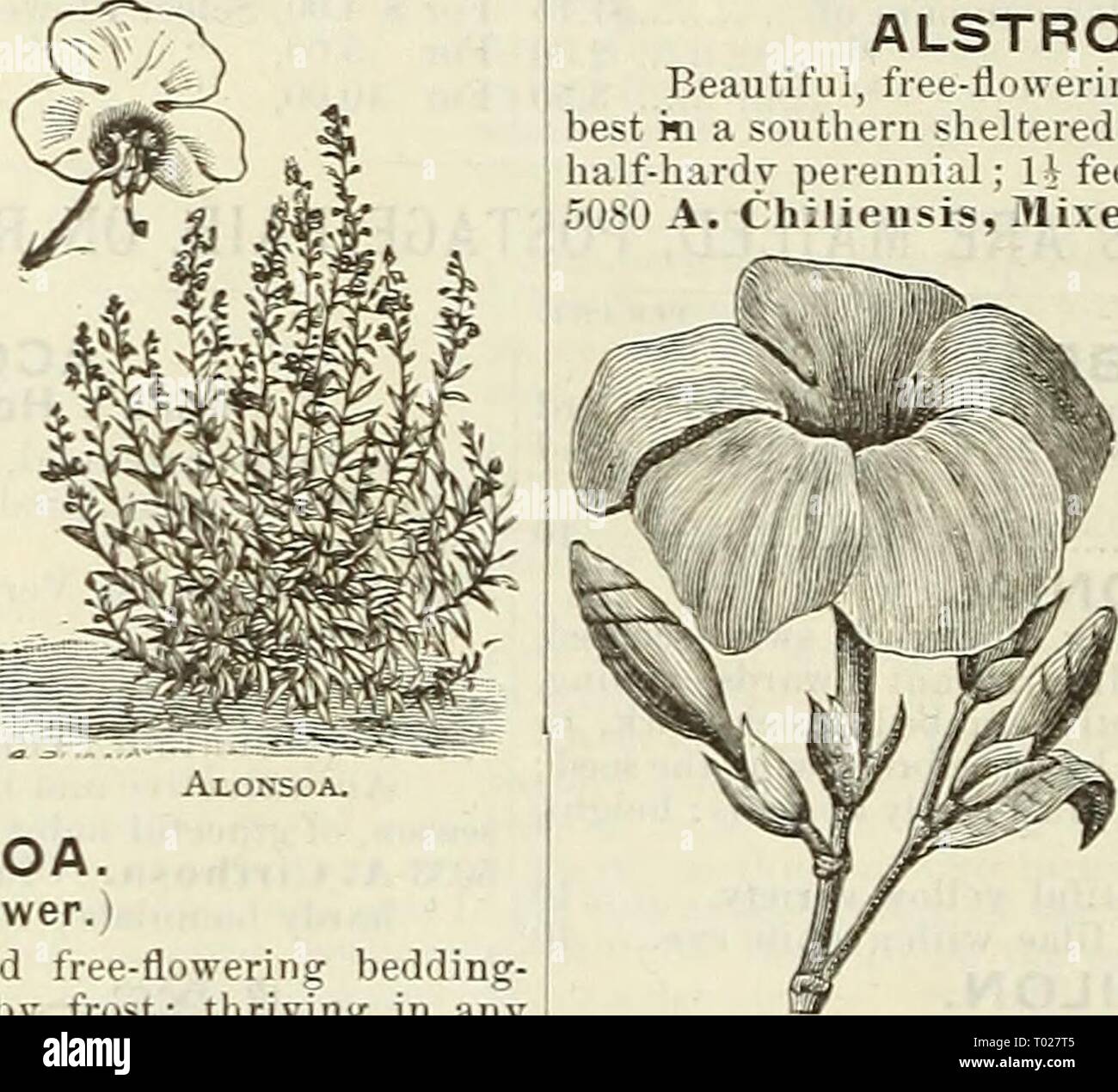 Dreer's garden calendar for 1888 . dreersgardencale1888henr Year: 1888  Agrostemma. ALONSOA. (Mask Flower. I Handsome brilliant-colored free-flowering bedding- giants, blooming until killed by frost; thriving in any .good garden soil, also good house-plants ; half-hardy an- nuals. 5065 A. Grandiflora. Large-flowering; bright-scarlet; 2 feet 5 5070— Mixed. All colors ; 2 feet 5    A LYSSU M—Continued. 50S7 A. Little Gem. This is an exceedingly pretty and entirely distinct dwarf variety of Sweet Alvs- sum. The plants are of very dwarf, compact, spreading habit, and only 3 to 5 inches in height,  Stock Photo