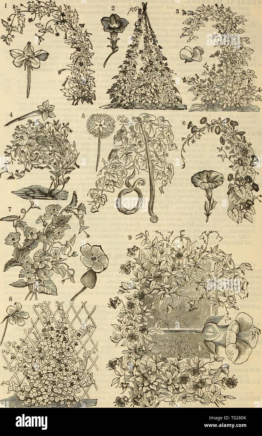 Dreer's garden calendar : 1881 . dreersgardencale1881henr Year: 1881  64 i Dreer's Garden Calendar. 2    1. Loasa Lateritia. I 5. Tricosanthes Colubrina, or Serpent Gourd. 2. Ipomoea Huberi Variety. 6. Convolvulus Major Variety, or Morning Glory. 3. Hyacinth Bean, or Dolichos Lablab. 7. Thunbergia Variety. 4. Cypress Vine Variety. 8. Trop^eolum Majus Variety, or Nasturtium. 9. Cob^a Scandens. Stock Photo