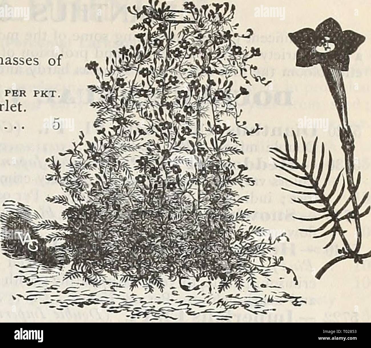 Dreer S Garden Calendar 18 Dreersgardencale18henr Year 18 Dreer S Reliabi E Flower Seeds 67 Cypress Vine Ipomoea Quamoclit One Of The Most Popular Vines With Very Delicate Fern Like Foliage And Masses Beautiful