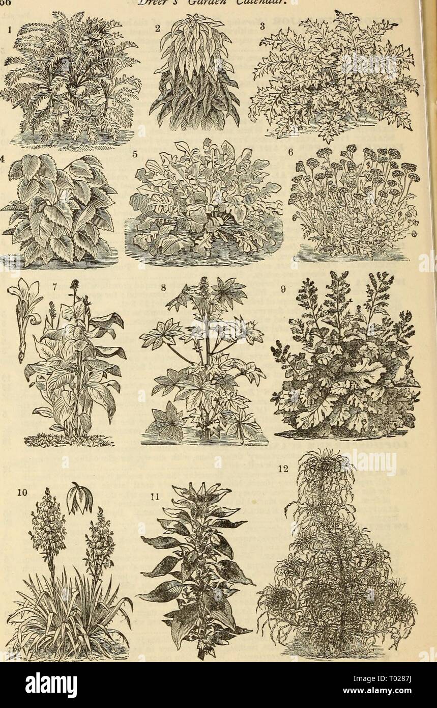 Dreer's garden calendar : 1881 . dreersgardencale1881henr Year: 1881  66 Dreer 's Garden Calendar, 3    1. Centaurea Gymnocarpa. •2. Amaranthus Gordoni. 3. Cbxtaurea Clementei. 4. Perilla Nankinensis. 5. Centaurea Candidissima. 6. Cineraria Maritima, or Dusty Miller. 7. Canna Variety1, or Indian Shot Plant. 8. Bicikus Variety. 9. Bocconia Japonica. 10. Yucca Ftlamentosa, or Adam's Needle. 11. Amaranthus Tricolor, or Joseph's Coat. 12. Amaranthus Salicifolius, or Fountain Plant. Stock Photo