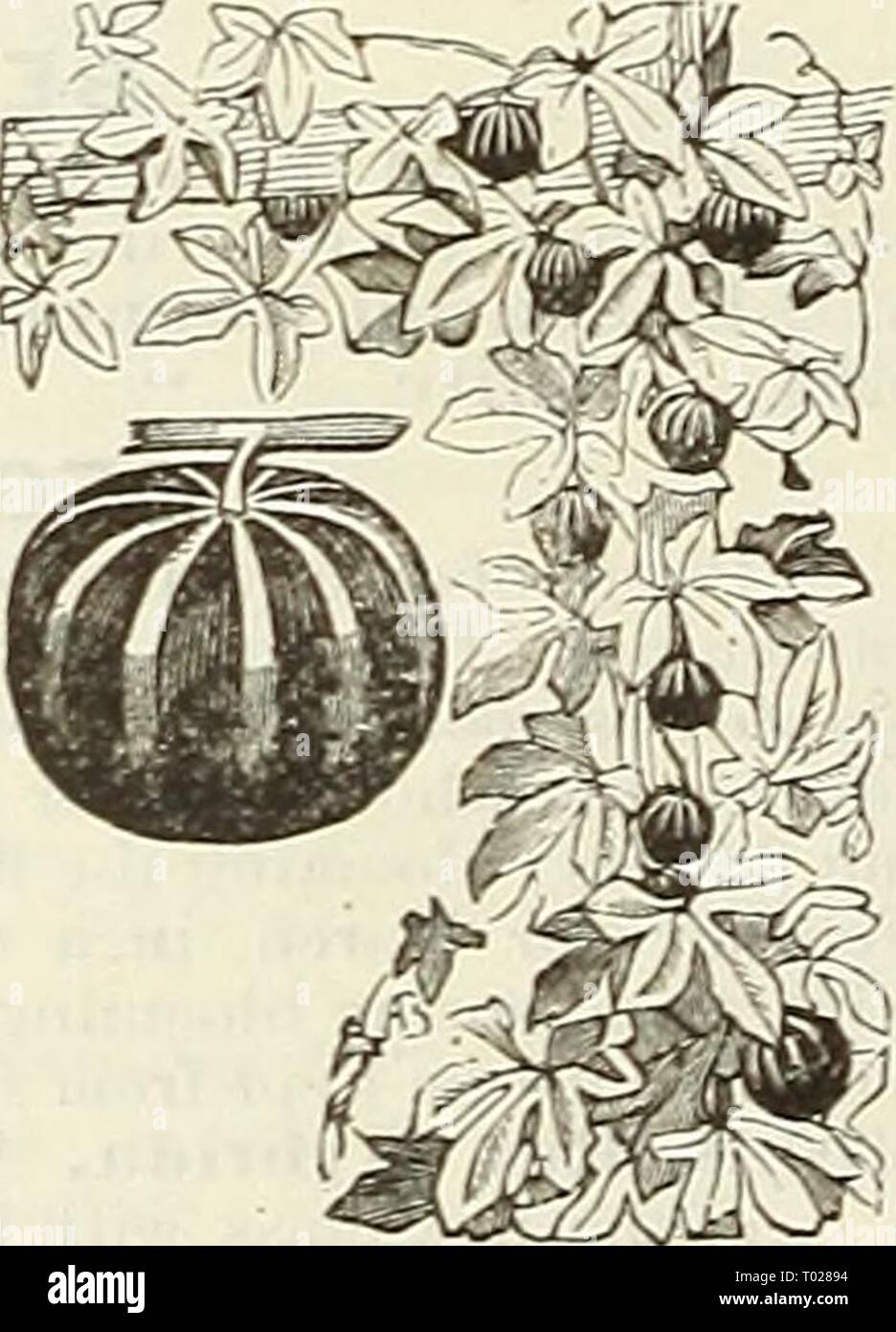 Dreer's garden calendar for 1888 . dreersgardencale1888henr Year: 1888  Brachycome. Bryonopsis. BRYONOPSIS. A beautiful plant of the gourd species, with ivy-like pale green foliage and showy scarlet fruit, striped with white : half-hardy annual; 10 feet. 5313 B. Laciniosa Ervthrocarpa 5 CALANDRINIA. Beautiful creeping, free flowering plants, with succu- lent stems and fleshy leaves, adapted for rock work or hot situations, requiring light, rich soil ; hardy annuals; 1 ft. 5342 C. Grandiflora, Mixed 5 Stock Photo
