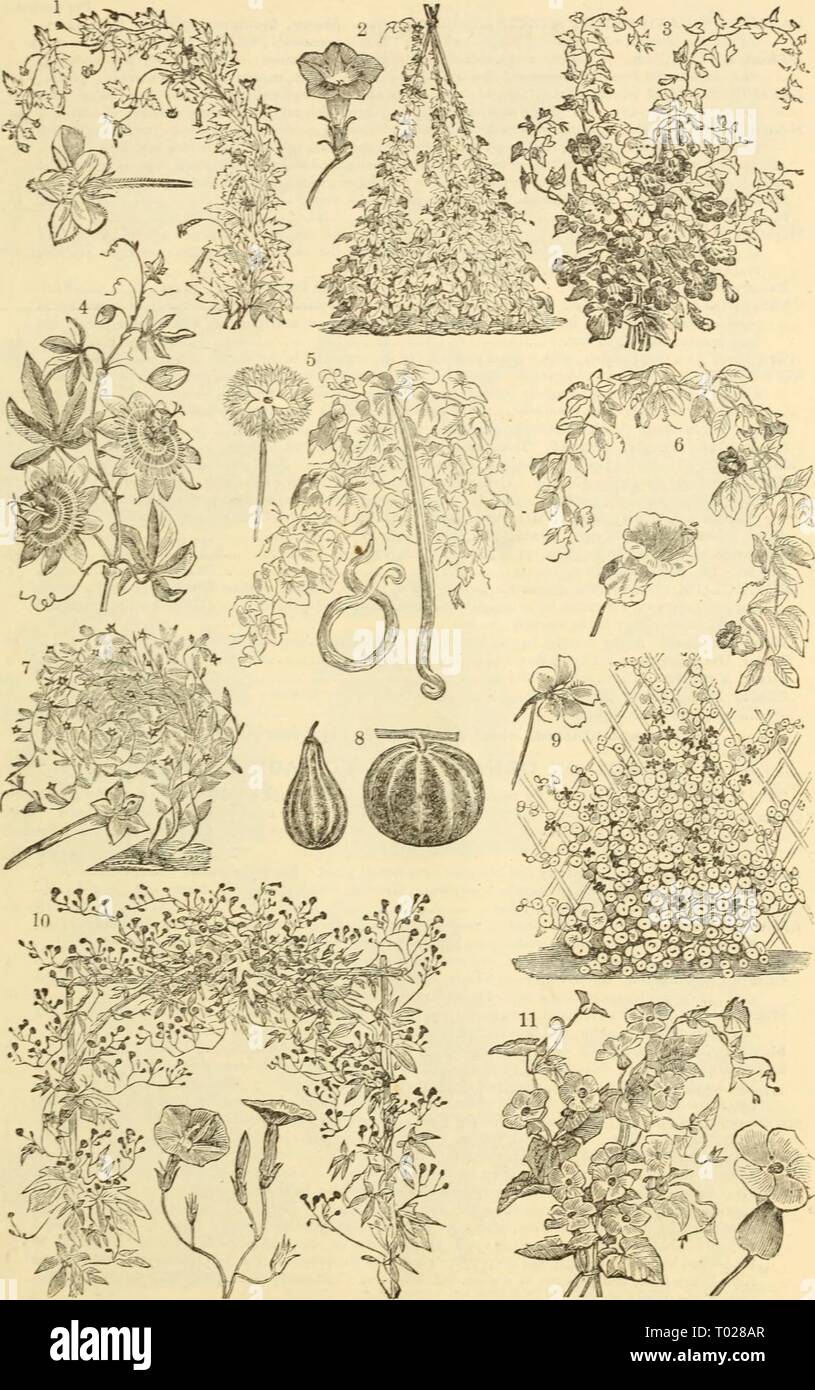 Dreer's garden calendar : 1883 . dreersgardencale1883henr Year: 1883  DREER'S GARDEN CALENDAR. 6y    i. Loasa Latkritia. 2. Ipomcza Huberi Variety, Japanese Hybrids. 3 Maurakdia Variety. 4 Passiflora Iscarnata. j 5. Tricosanthes Coluerina, Serpent Gourd. 6 CoejEa Scandens. 7. Cypress Vine Variety. , 8. Small Ornamental Gourds. Tr&lt;vp.eohm Mam ^ Variety, ok Tall Nasturtium. Ivy-Leaved Cypress Vine. Thl-neergia Variety,or Black- eyed Susan. Stock Photo