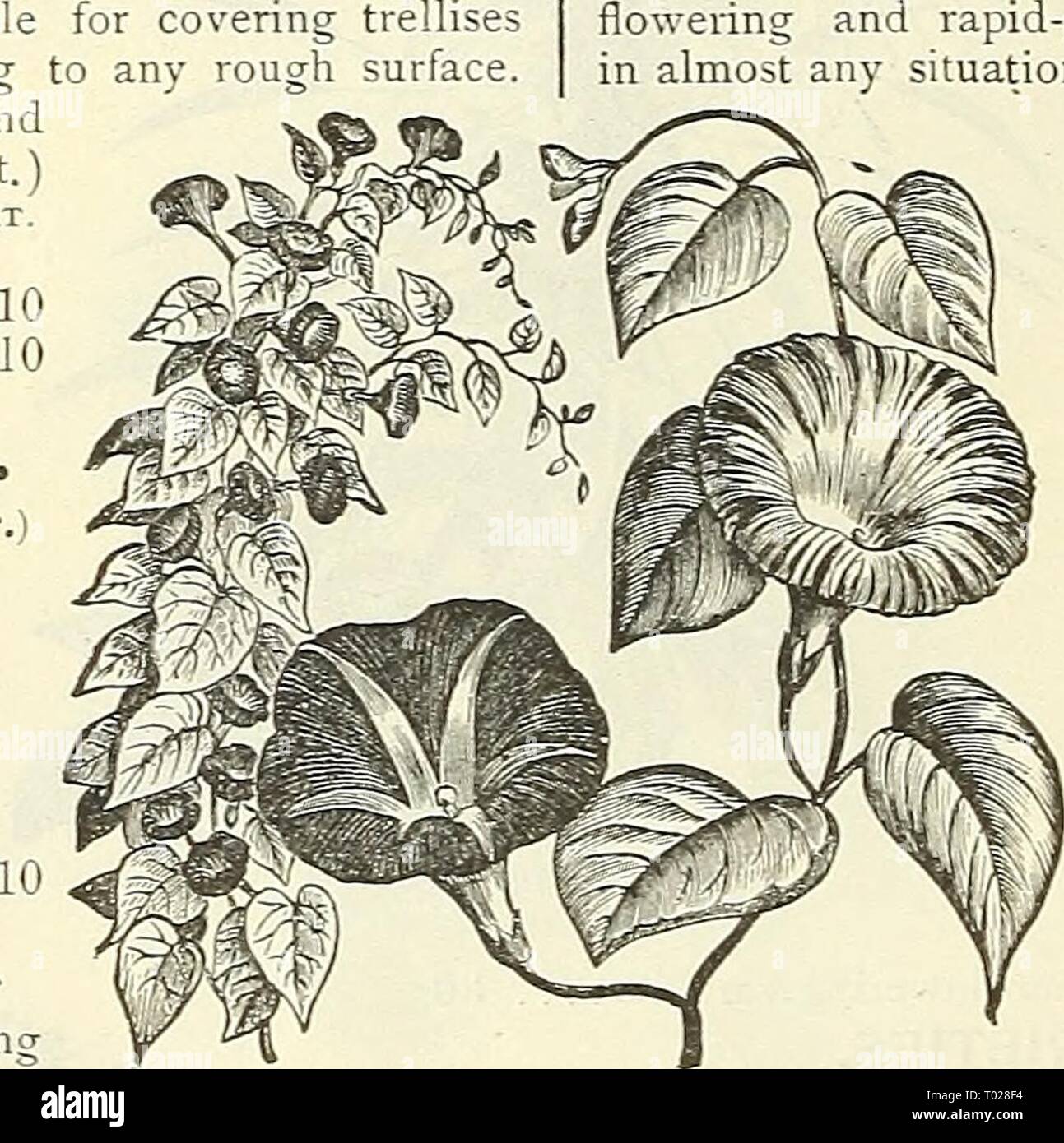 Dreer's garden calendar : 1903 . dreersgardencale1903henr Year: 1903  Coccinea Ikdica. Cob^ea Scandens. COB.EA. (Cups and Saucers Vine). A climber of rapid growth, valuable for covering trellise; arbors, trunks of trees, etc.; will cling to any rough surface In sowing, place seeds edge-wise and merely cover with light soil. (See cut. PER PKT. 2021 Scandens. Large, bell-shaped purple flowers 10 2022 Scandens Alba. Pure white 10 COCCINEA INDICA. (Scarlet Fruited Ivy-Leaved Climber, i 2031 A handsome annual climber of the gourd species, with beauti- ful, smooth, glossy, ivy-like leaves, contrasti Stock Photo