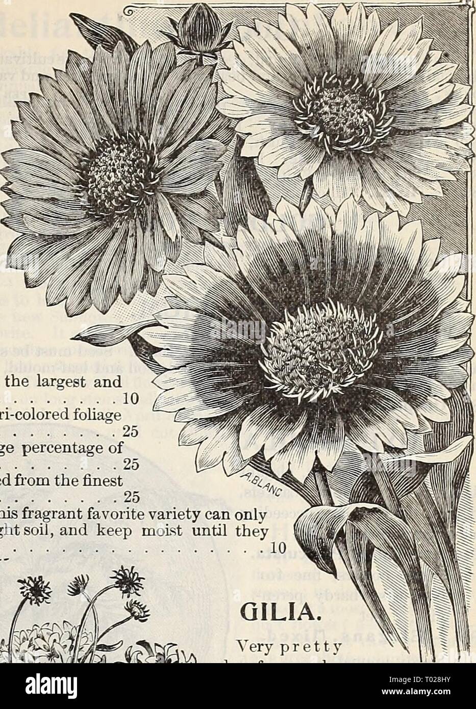 Dreer's garden calendar : 1897 . dreersgardencale1897henr Year: 1897  DREER'S RELIABLE FLOWER SEEDS. 7J GAILLARDIA. Splendid bedding plants, remarkable for the profu- sion, size and brilliancy of their flowers, continuing in bloom during the summer and autumn; annuals; 1 $ feet. per pkt.' 5837 Gaillardia Picta. Crimson and orange ... 5 5838 — Picta Lorenziana. A charming profuse double flowering strain; beautiful mixed colors 5 5840 — Mixed. Fine colors ... 5 5841 — Grandiflora Superba. Splendid new per- ennial varieties with very large flowers, dark crimson centres, marked with rings of many  Stock Photo