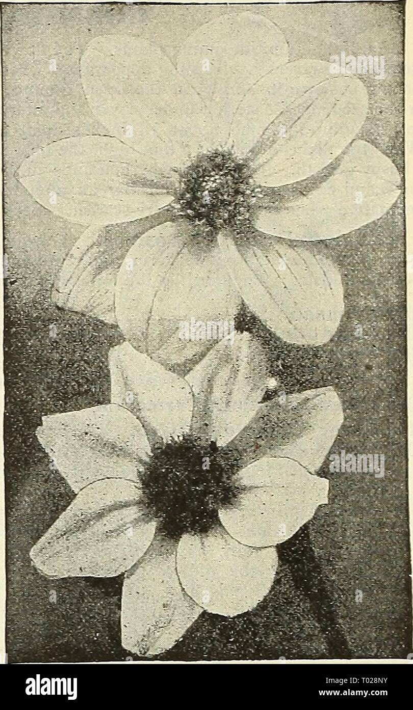 Dreer's garden calendar : 1903 . dreersgardencale1903henr Year: 1903  Single Dahlias. DATURA (Trumpet Flower). Ornamental annuals, with large and showy flowers, making handsome plants; 2 to 3 feet high. PER PKT. 2214 Double Golden. Deep golden- yellow ; delightfully fragrant 5 2213 Fastuosa Huberiana. Large double flowers of various colors. ... 5 2212 Cornucopia (' Horn of Plenty '). A grand variety; the flowers average 8 inches long by 5 across; French white inside, purple outside ; delight- fully fragrant; started early will flower from early summer until frost. (See cut.) 2211 Arborea Simpl Stock Photo