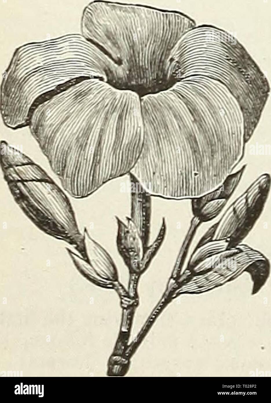 Dreer's garden calendar . dreersgardencale1890henr Year: 1890  Agkostemma. Adlumia. ACANTHUS. A stately aud beautiful ornamental plant. From the leaf of 'Acanthus Mollis,' the capital of the Corinthian column is derived. Growing freely in any rich, loamy soil. PER PKT. 5015 Mixed. Hardy perennials; height 3 feet 10 ACHILLEA. A very free-blooming plant, of branching habit. Useful for cut-tiowers or for planting in cemeteries. Hardy |&gt;ereunial; IS inches. 5019 Ptarmica Plena. Pure white double flowers 15 ADONIS. (Flos Adonis.) Also known as Pheasant's Eye. Showy hardy an- nuals of easy cultur Stock Photo