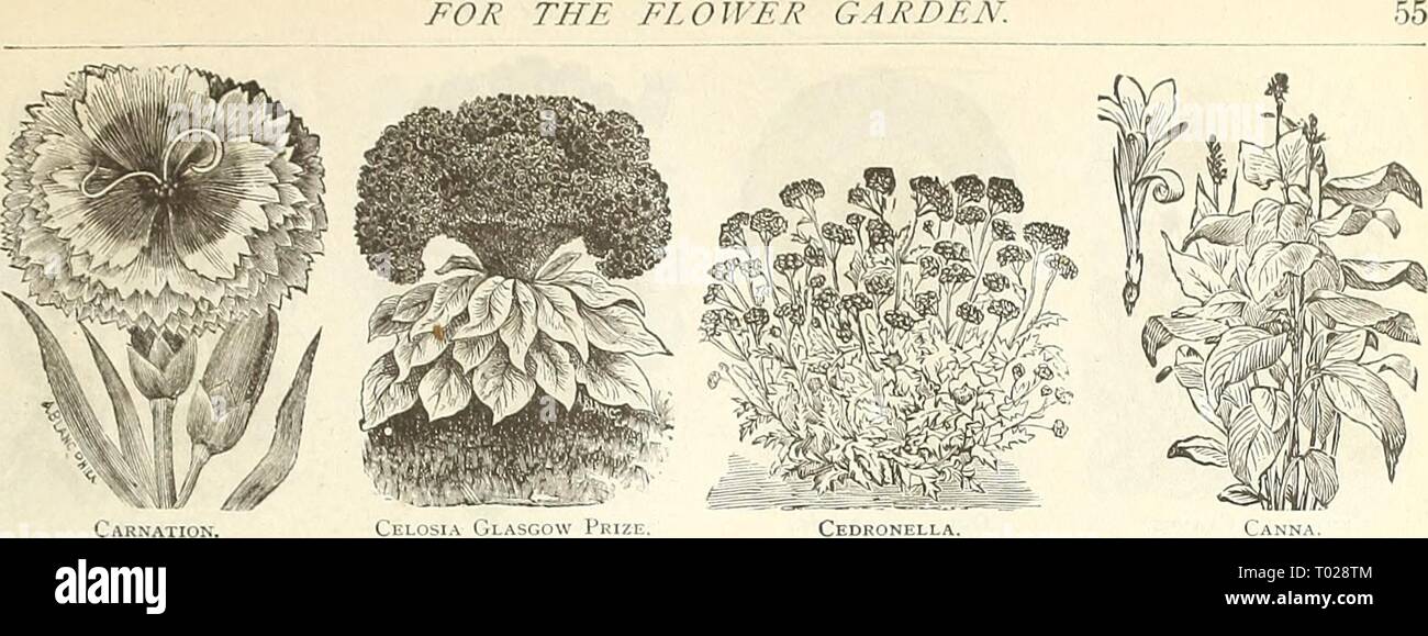 Dreer's garden calendar : 1889 . dreersgardencale1889henr Year: 1889  FOR FL O WER GARDEN.    CeDRHNI I 1 A. (.ANNA. CAN DYTU ^-JâContinued. PER PKT. 5386 llmbellata Carminea. This new variety is of (Iwiuf, ooiiipact liabit, and bears a mass of extra tine oainline bloom ; (i inches 10 5390 Fine Mixed. All the above tall-growing vari- eties; 1 foot. Per oz., 30 cts 5 5387 Unibellata Nana, Mixed Dwarf. These ele- gant dwarf hybrids are very tloriteroiis, and re- markable for their numerous and brilliant colored flowers, shading from pure white into dark pur- ple ; 6 inches 10 5388 Sempervirens.  Stock Photo