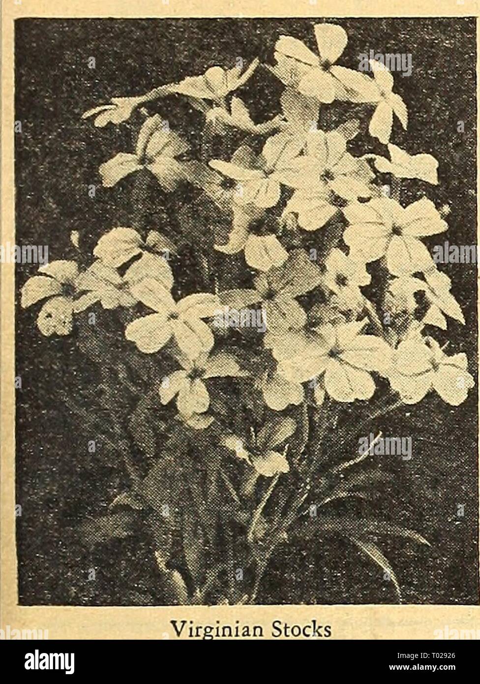 Dreer's garden book for 1946 : faithful for over a century . dreersgardenbook1946henr Year: 1946  Veronica—Speedwell [hp] 4379 Incana. Bushy plants 2 ft. tall. Porcelain blue flowers in summer. Pkt. 2Sc; large pkt. 7Sc. 4380 Longifolia. Beautiful deep lav- ender-blue flowers in long racemes during the summer on bushy plants 2 ft. tall. Plct. ISc; large pkt. 40c. 4385 Spicata. Graceful IJ^ ft. plants with bright blue flowers in summer. Pkt. ISc; large pkt. 40c.    Virginian Stocks Virginian Stocks ® Malcomia niaritima 4444 Mixed. This old-fashioned hardy annual blooms profusely during late spri Stock Photo