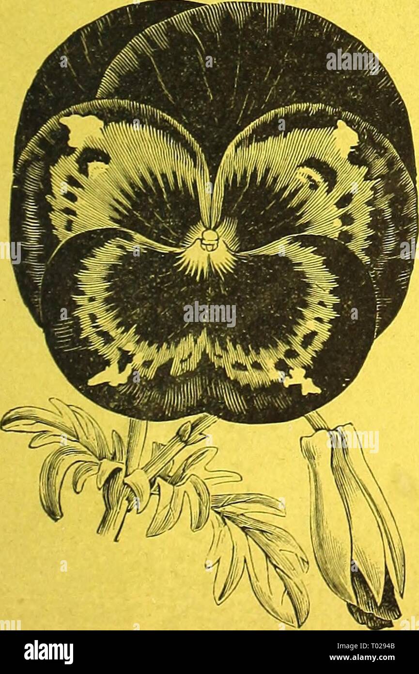 Dreer's garden calendar for 1887 . dreersgardencale1887henr Year: 1887  Mikado Tomat Golden Queen. We consider this one of the finest Tomatoes ever sent out. It is of very large size and fine flavored, for slic- ing it will be found excellent, as it has few seeds and is very solid. The tomatoes are borne in clusters of 4 to 7, ripen evenly, and remain firm when fully ripe. In color and solidity it resembles the Trophy. Pkt., 15 cts.; oz., 50cts. LIVINGSTON'S BEAUTY TOMATO. Rich glossy crimson with a slight purple tinge; the fruit grows in clusters of 4 to 5; is of large size, very smooth, and  Stock Photo