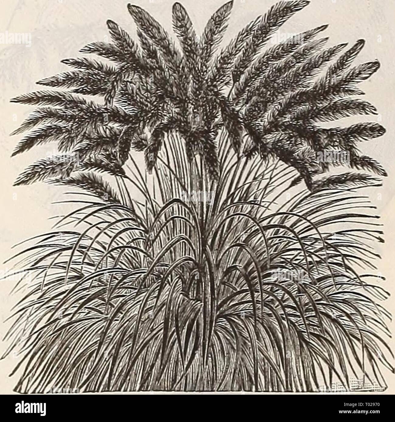Dreer's garden calendar : 1900 . dreersgardencale1900henr Year: 1900  PER PKT. 2641 B r i z a Maxima {Quaking Grass). In great demand for ornamental work and grass bouquets.. . 5 2642 B r o ui u s Brizaefor- mis. A graceful variety, , with drooping panicles; per- ennial 5 2644 Coix liachrymae {Job'sTears). Broad, corn- like leaves and hard, shin- ing, pearly seeds; annual. Per oz.. 15 cts 5 2646 Erianthus Raven- use. Perennial ; exquisite plumes resembling the Pam- pas. Fine for lawns ; flow- ers first season if sown early 5 2647 Eulalia Z e b r i n a. Light green, barred with creamy white. Va Stock Photo