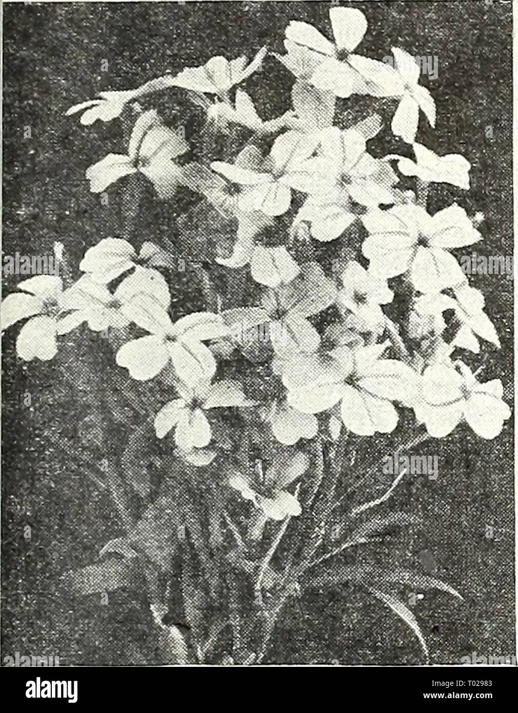 Dreer's garden book for 1947 . dreersgardenbook1947henr Year: 1947  Veronica—Speedweii Ihp] Attractive summer blooming plants highly valued for the rich blue shades irepresented. They are easy to grow in a sunny situation and require a well- drained soil. 4379 Incana. Bushy plants 2 ft. tall. Porcelain blue flowers in summer. Pkt. 25c; large pkt. 7Sc. 4380 Longifolia. Beautiful deep lav- ender-blue flowers in long racemes during the summer on bushy plants 2 ft. tall. Pkt. 15c; large pkt. SOc. 4385 Spicata. Graceful V/2 ft. plants with bright blue flowers in summer. Pkt. 15c; ;arge pkt. SOc.    Stock Photo