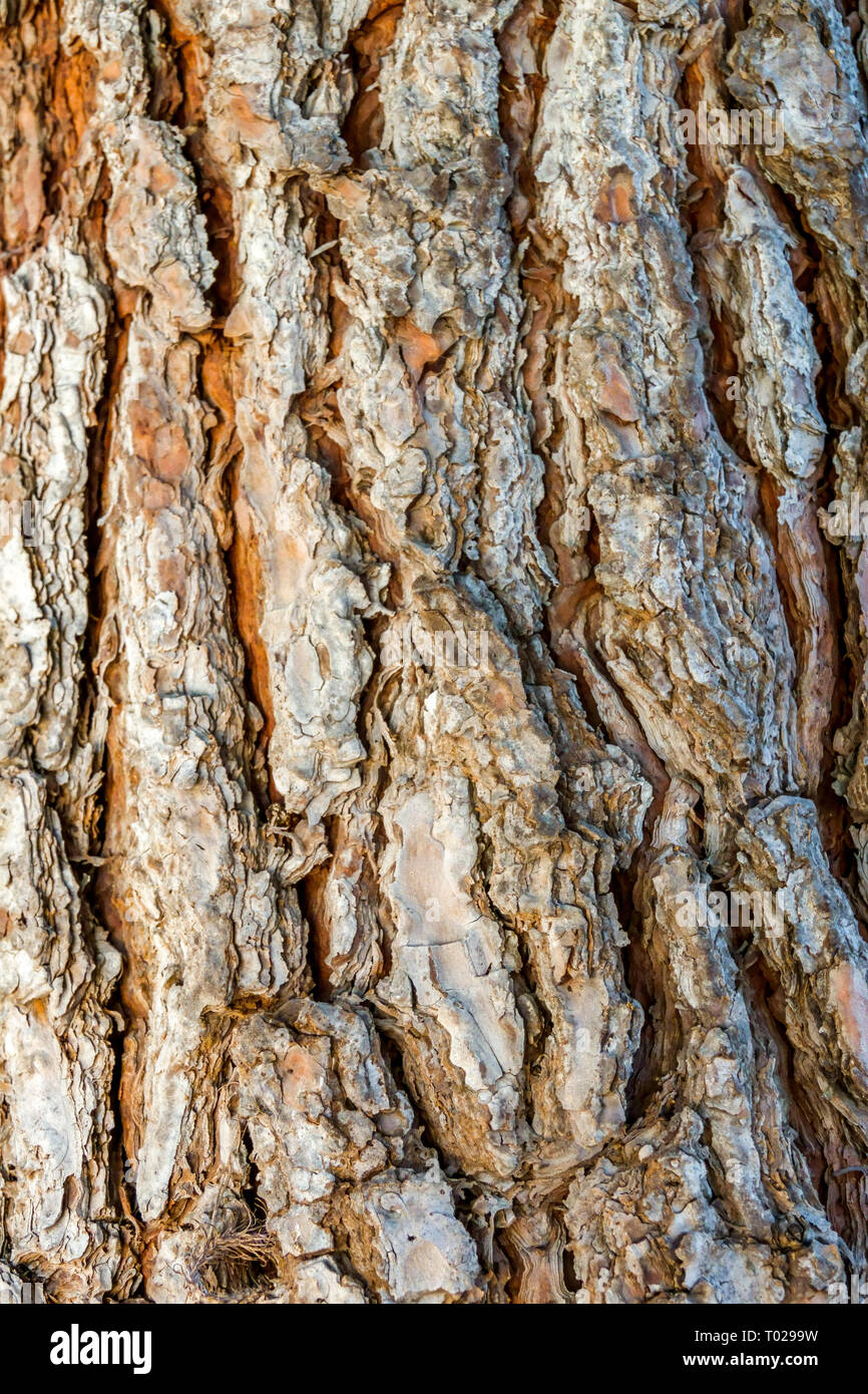 Canary Islands Pine, Pinus canariensis, Tree bark trunk Stock Photo