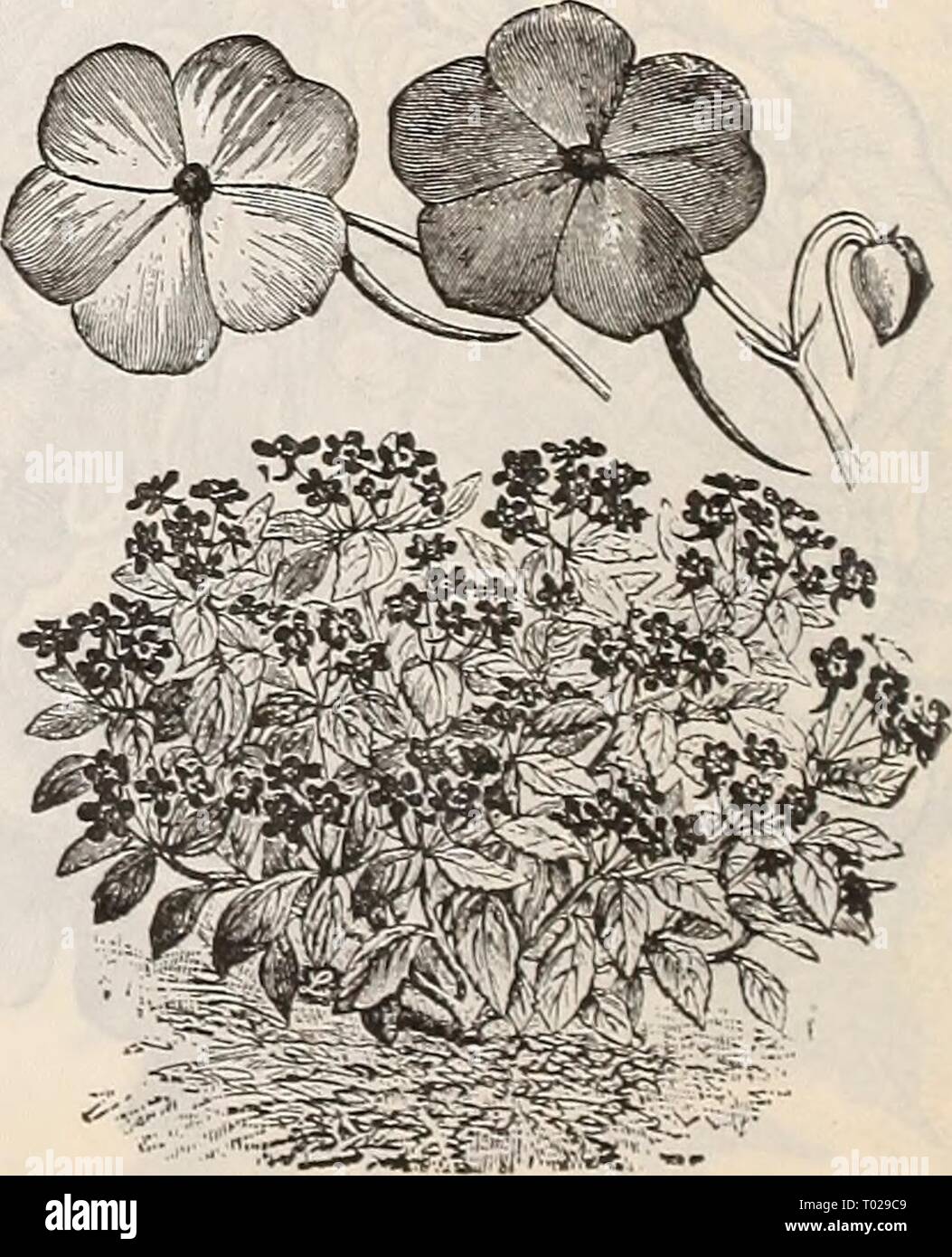 Dreer's garden calendar : 1900 . dreersgardencale1900henr Year: 1900  wik; HuMULVs Japonmcus Vakif.gatus. Hyacinth r Veilow Tulip Poppv. HONESTY. Moon wort. 1 Hardy biennial, admired for its silvery seed pouches, which are used for house ornaments^ as they present a beautiful and rather curious appearance. per pkt. 2801 Honesty {Lunaria Biennis). 2 feet. ... f&gt; ICE PLANT. (3Iesembr}antlienium ) 2831 Dwarf growing plr.nt bearing small white flowers. Prized for its singular icy foliage 5 IRIS. (Fleur-de-lis.) 2890 Hardy perennial, tuberous-rooted gar- den plant, growing about two feet high, w Stock Photo