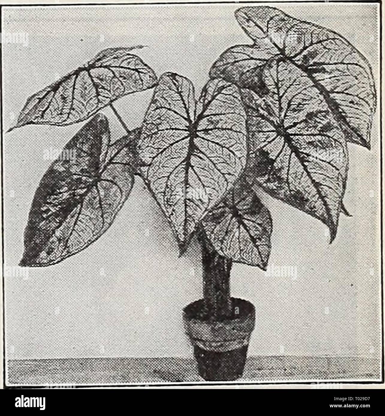 Dreer's garden book for 1940 . dreersgardenbook1940henr Year: 1940  Dreer's Gold Medal Amaryllis H w^^ ^ jfl^^^^^l ^^t^I^^^^^hL ^h ^ ^B Bill Hardy Begonia Evansiana    Fancy-Leaved Caladium 13-050 Galtonia—S^^i?Sr„^'' Cape Hyacinth (§) Makes a strong stately flower spike 3 to 5 feet tall, which bears from 20 to 30 pure white, bell-shaped blooms during the sum- mer and early fall. It is hardy around Philadelphia. 20c each; §2.00 per doz. Amorphophallus (§&gt; Rivieri—Devil's Tongue A curious and interesting plant produc- ing from the dry bulb during late winter and early spring a thick tall ste Stock Photo