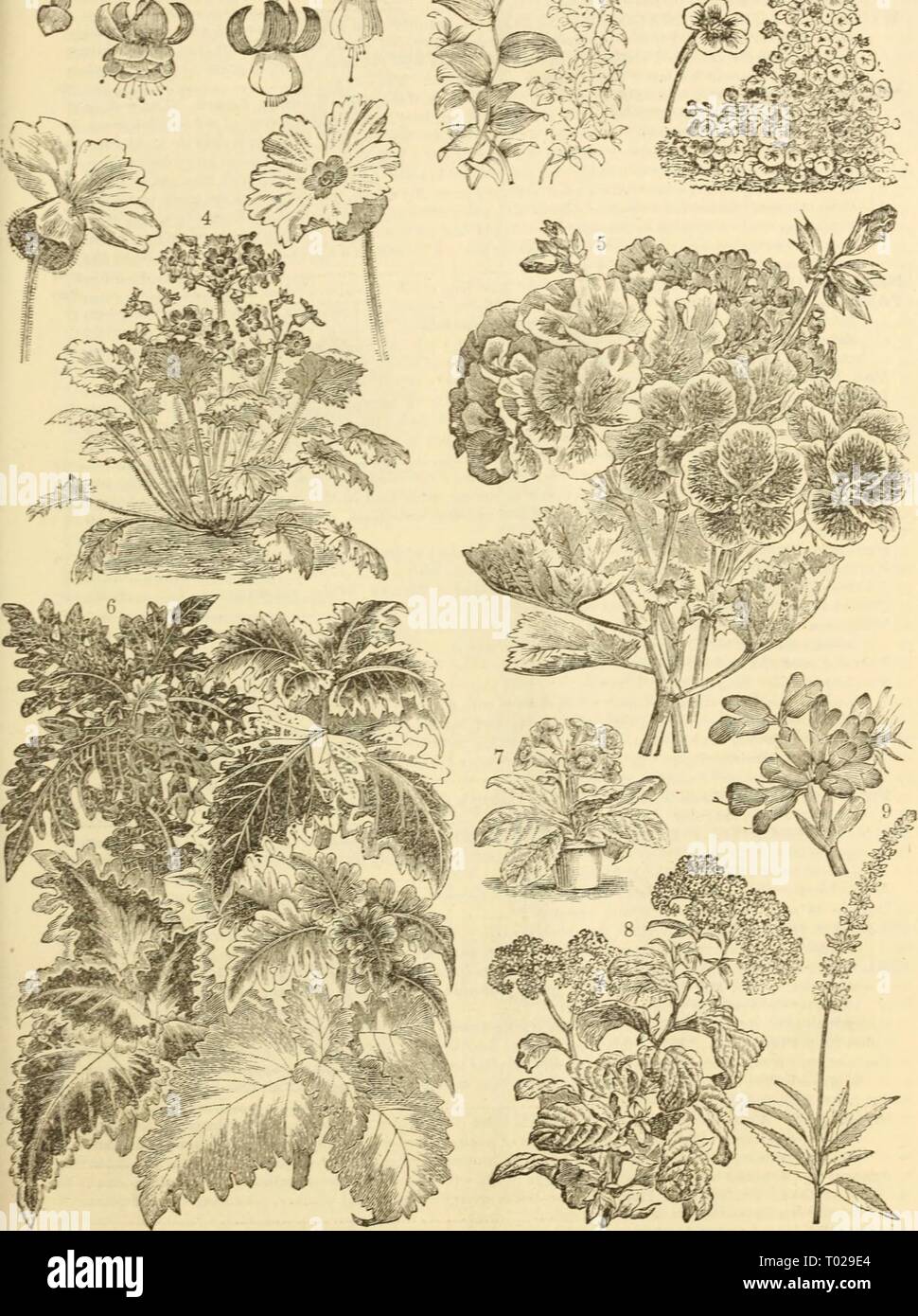 Dreer's garden calendar : 1883 . dreersgardencale1883henr Year: 1883  DREER'S GARDES CALEXDAR. 79 * ^S?K 5 £-£S^»    i. Fuchsia, Double and Single. ' 4. Primula Sinensis Fimeeiata, 6. Dreer'sHybridColewsVarieti: 2. Myrsiphyllum Asparagoides, or Chinese Variety. 7. Gloxinia Crassifolia Variety Smilax. 5. Geranium,or Pelargonium, Lady 3. Heliotrope Variety. 3. Trop^eolum Lobeianum Variety. Washington Variety. }. Salyia Farinagea. Stock Photo